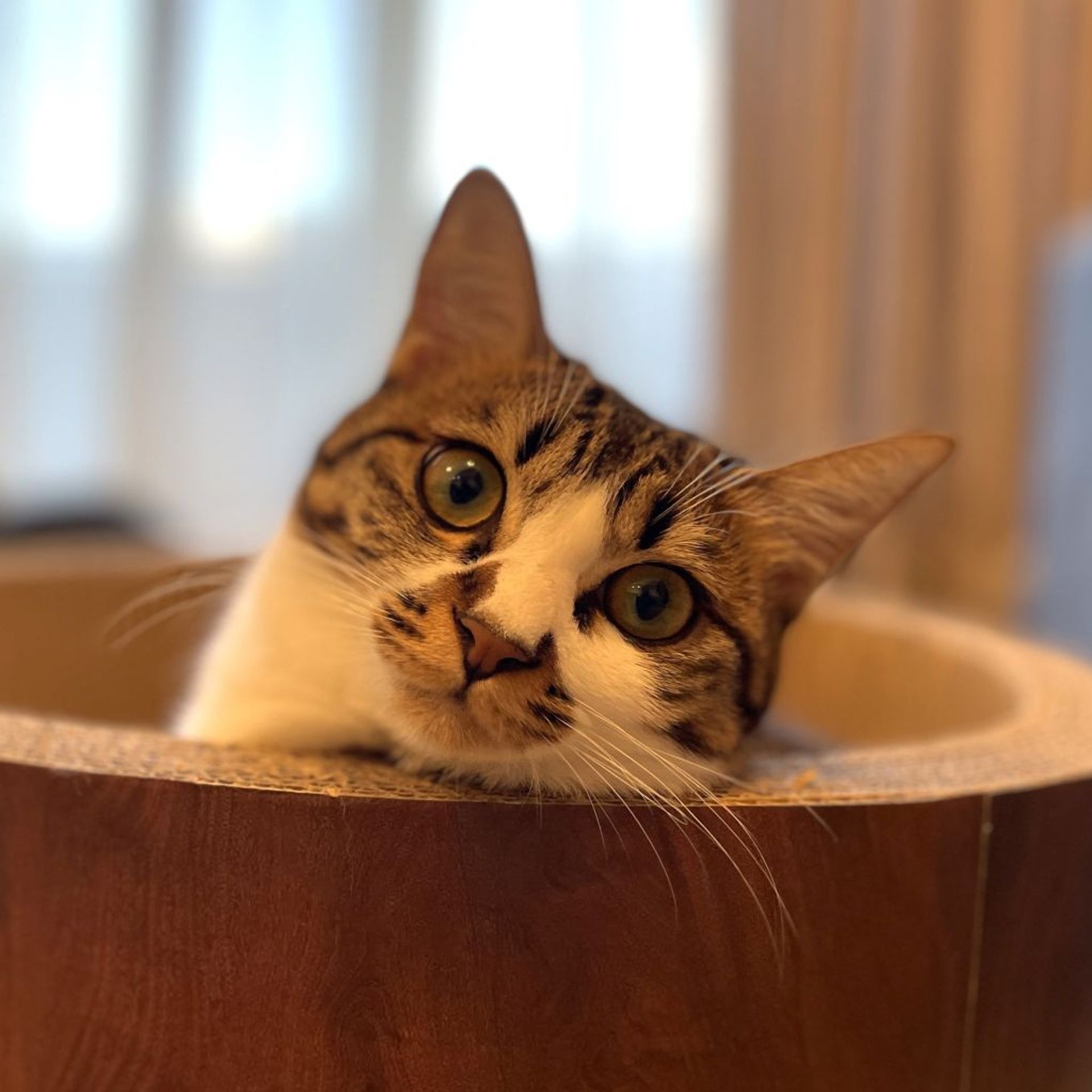 雑種（ミックス猫）・メスの里親募集の写真