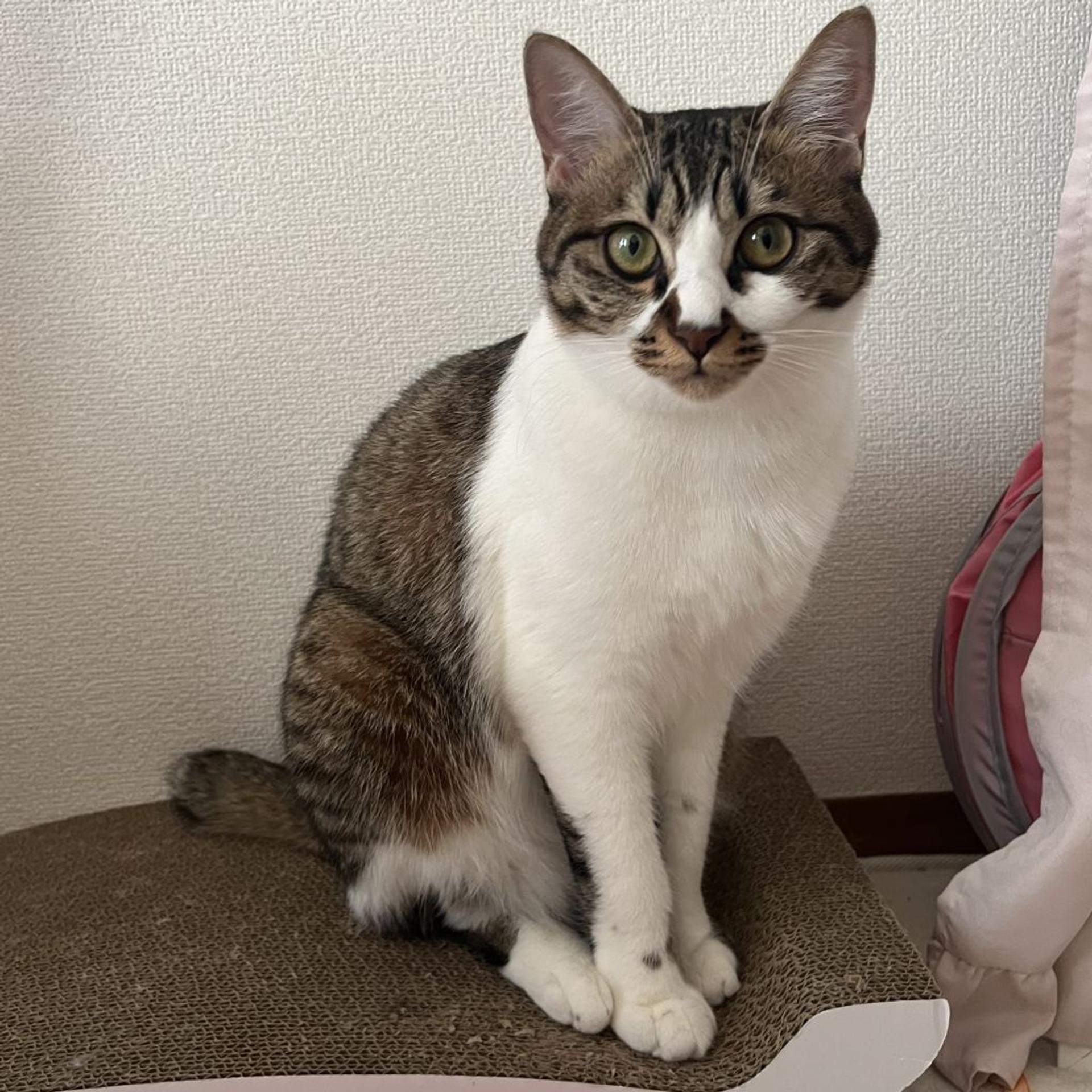 pet-image-4