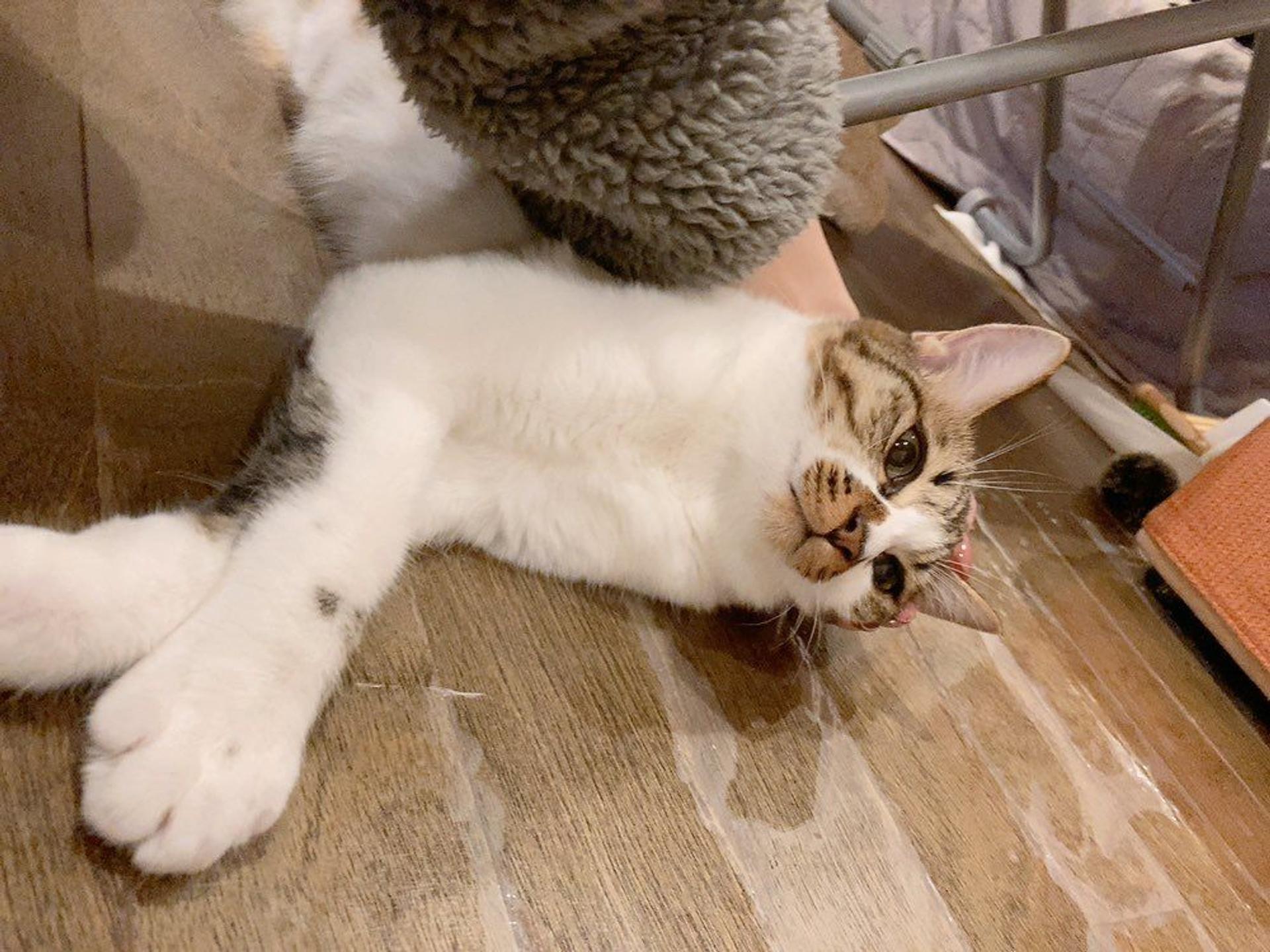 pet-image-6