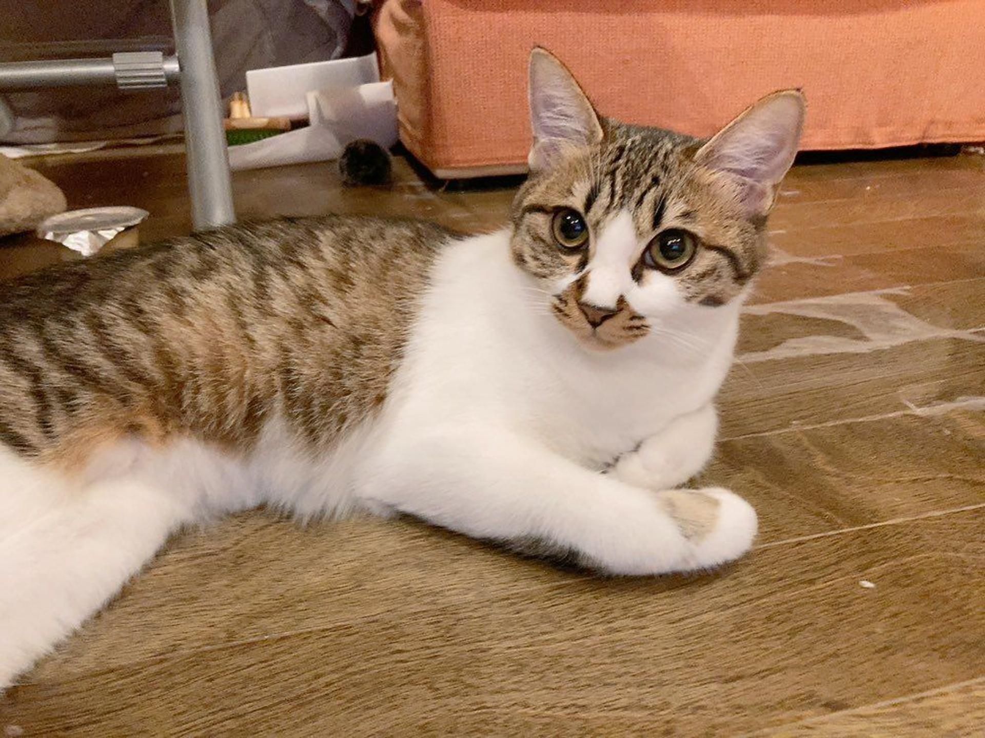 pet-image-7