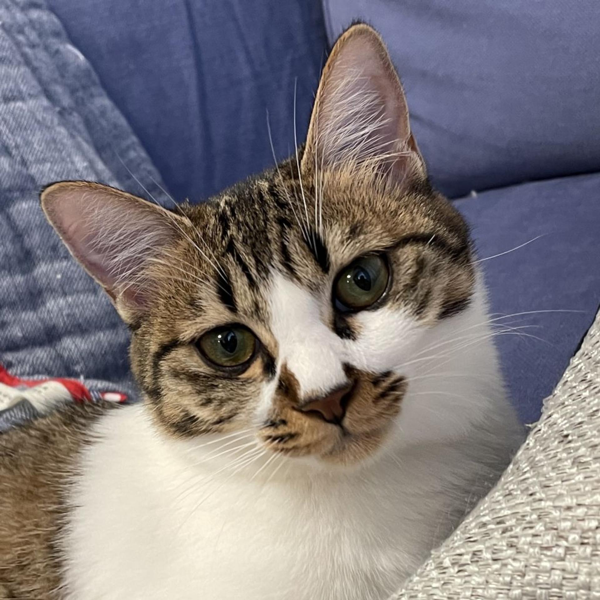 pet-image-8