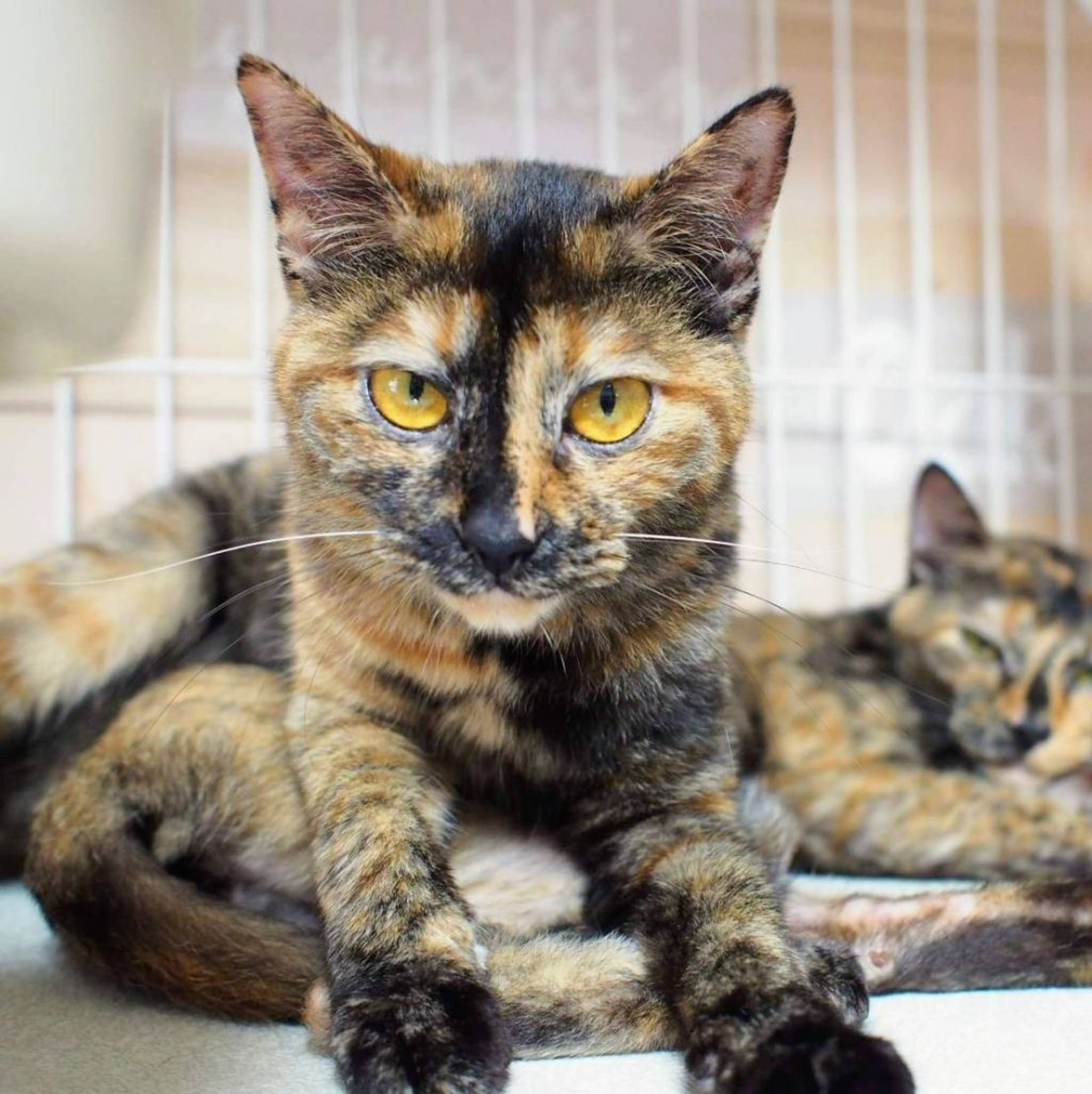 雑種（ミックス猫）・メスの里親募集の写真