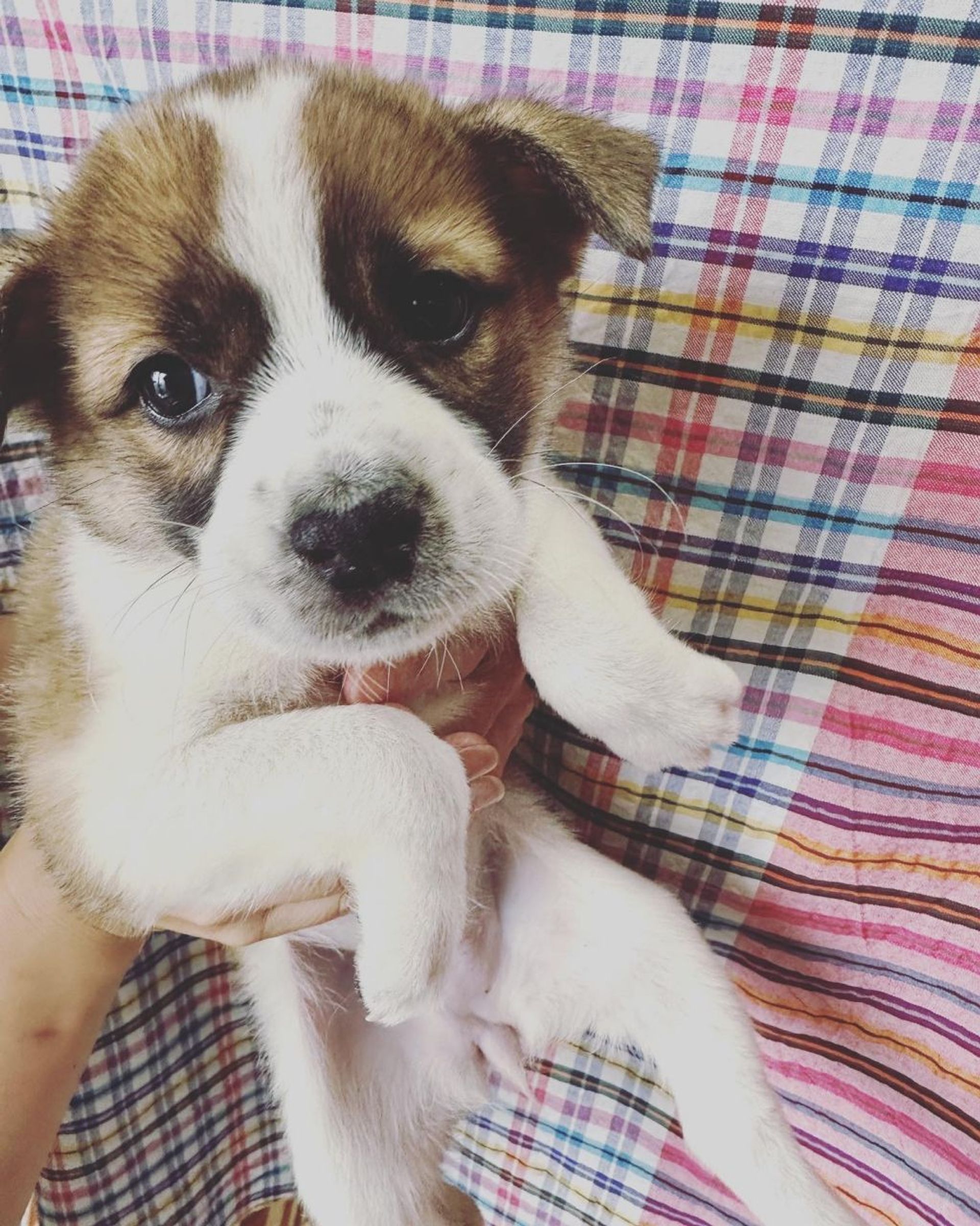 雑種（ミックス犬）・メスの里親募集の写真