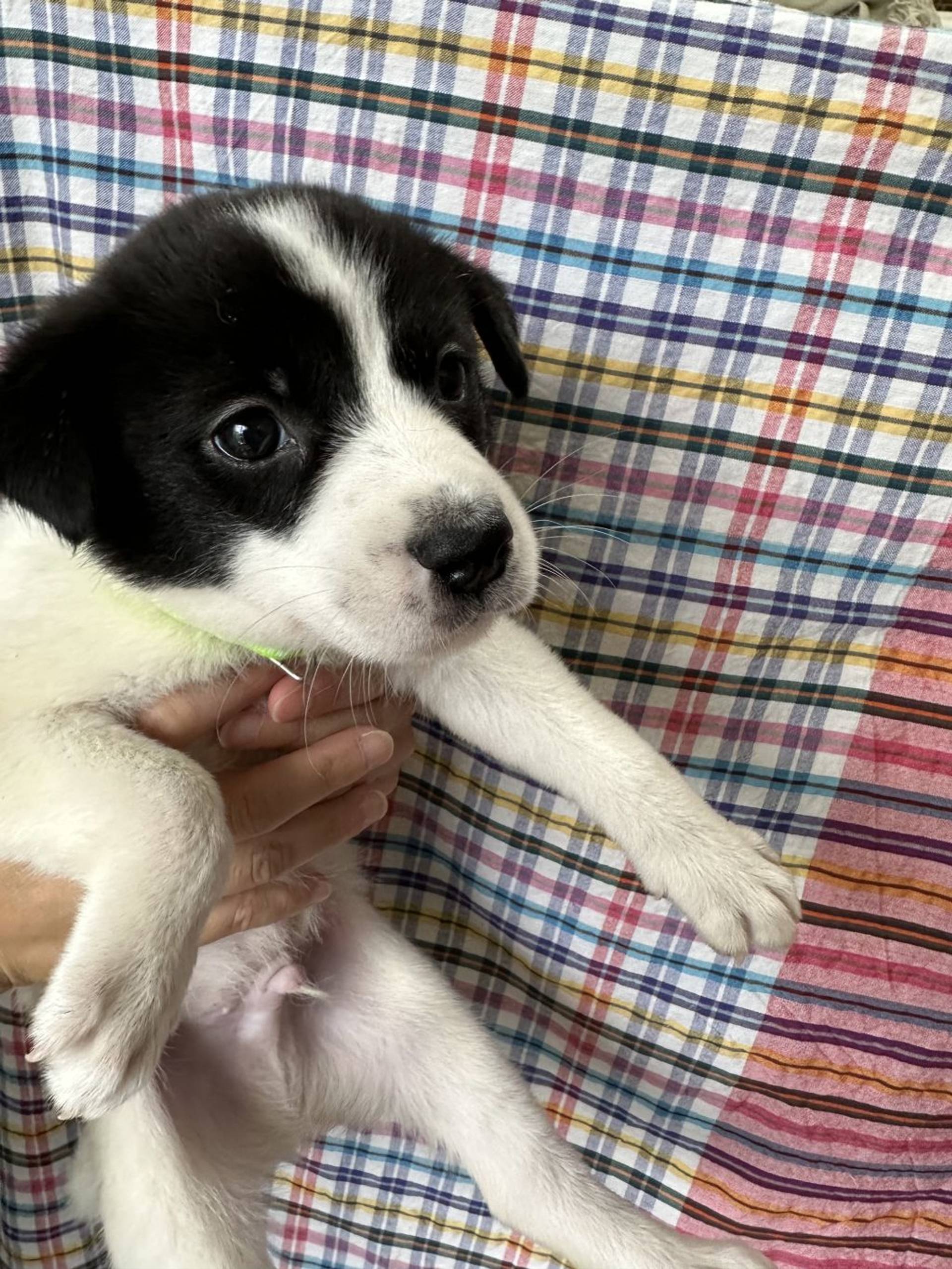雑種（ミックス犬）・オスの里親募集の写真
