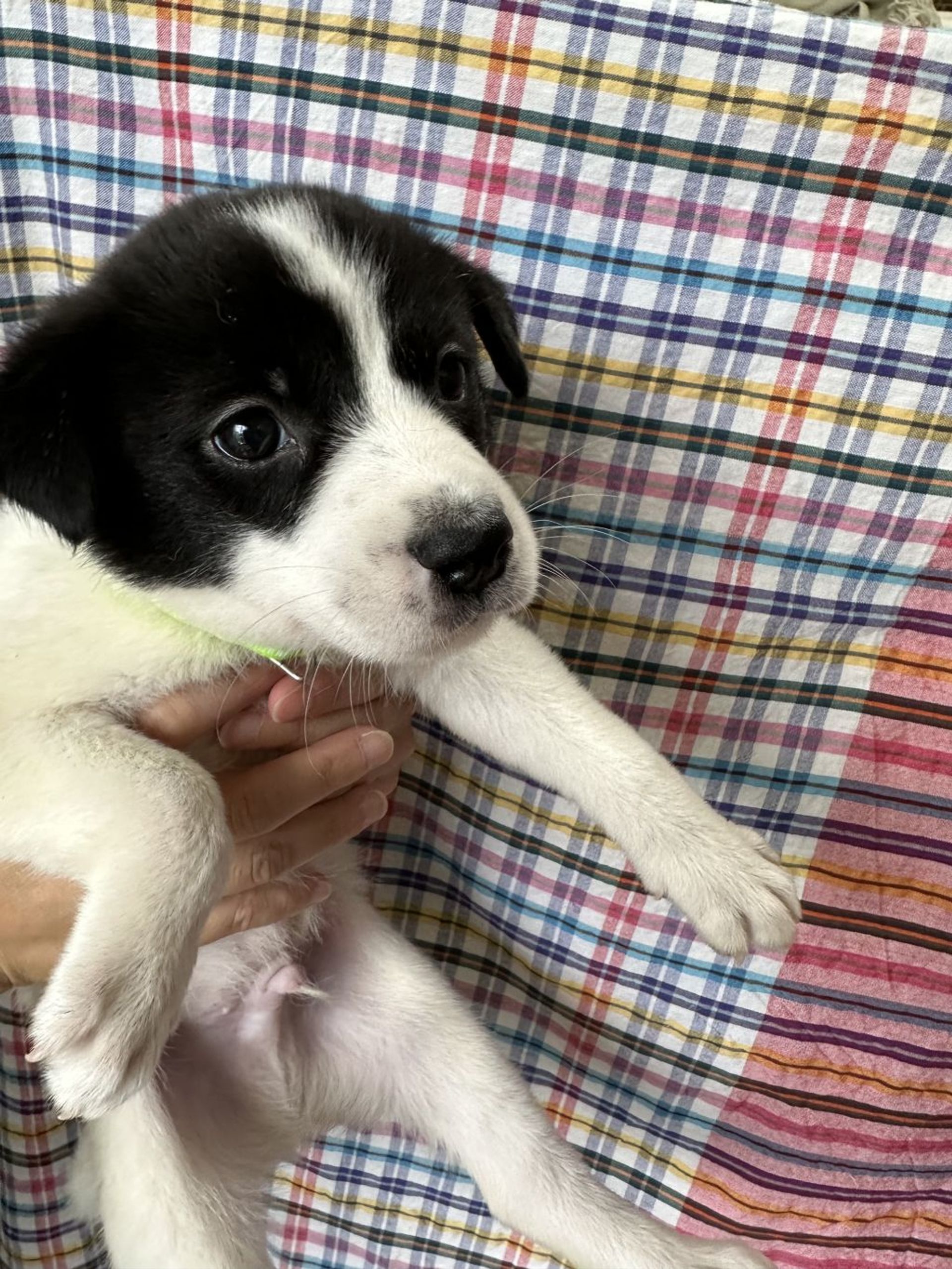 雑種（ミックス犬）・オスの里親募集の写真