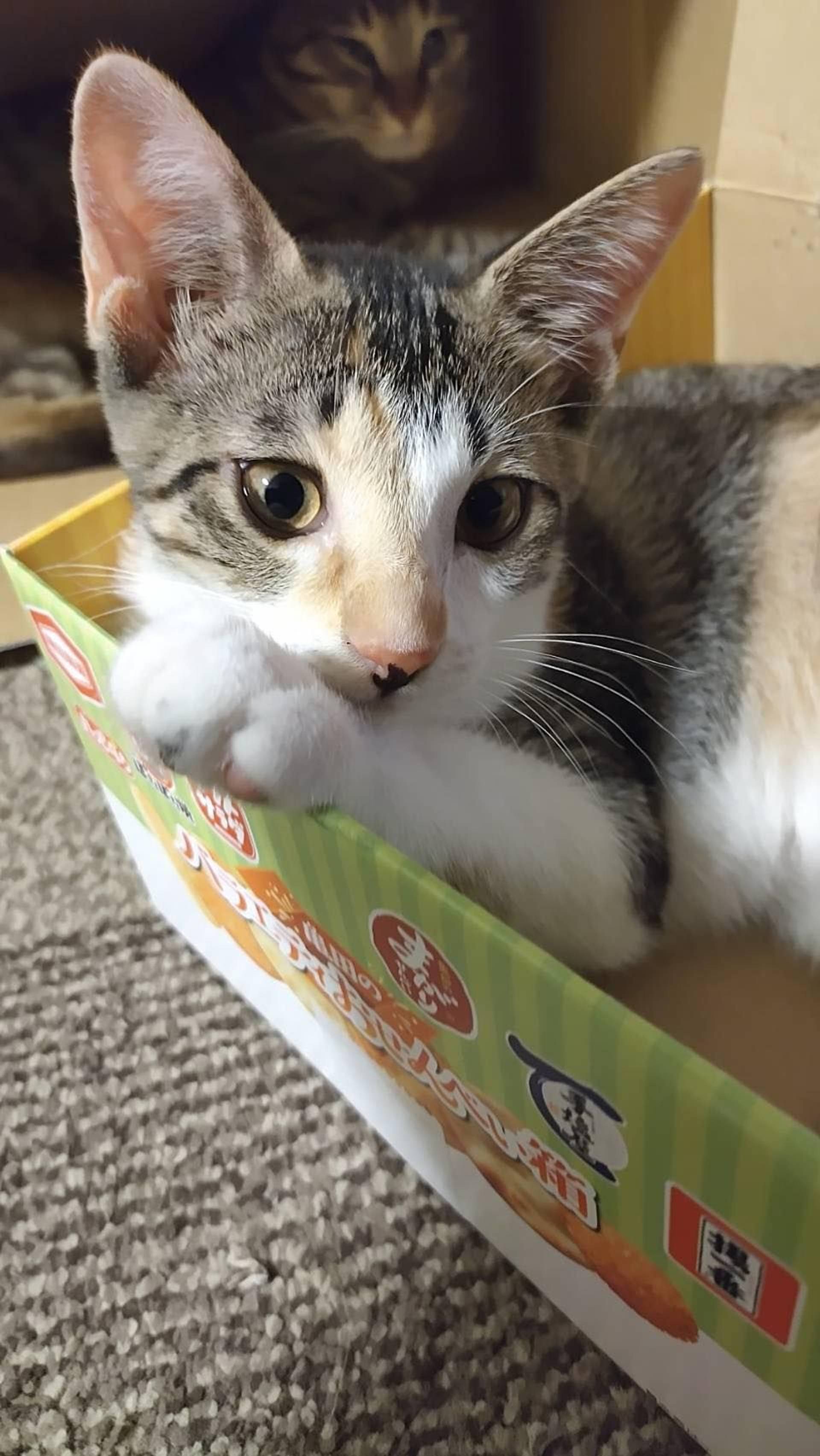 雑種（ミックス猫）・メスの里親募集の写真