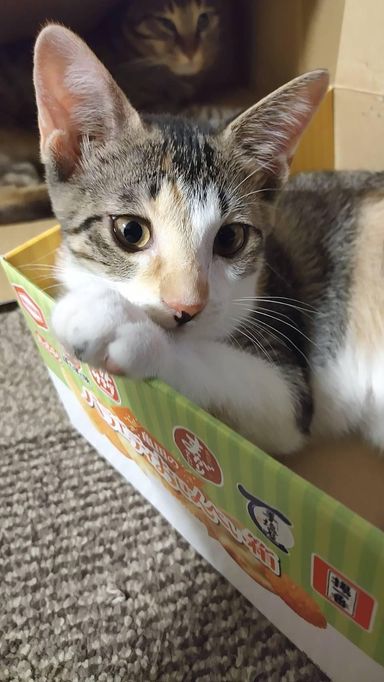 桃の写真