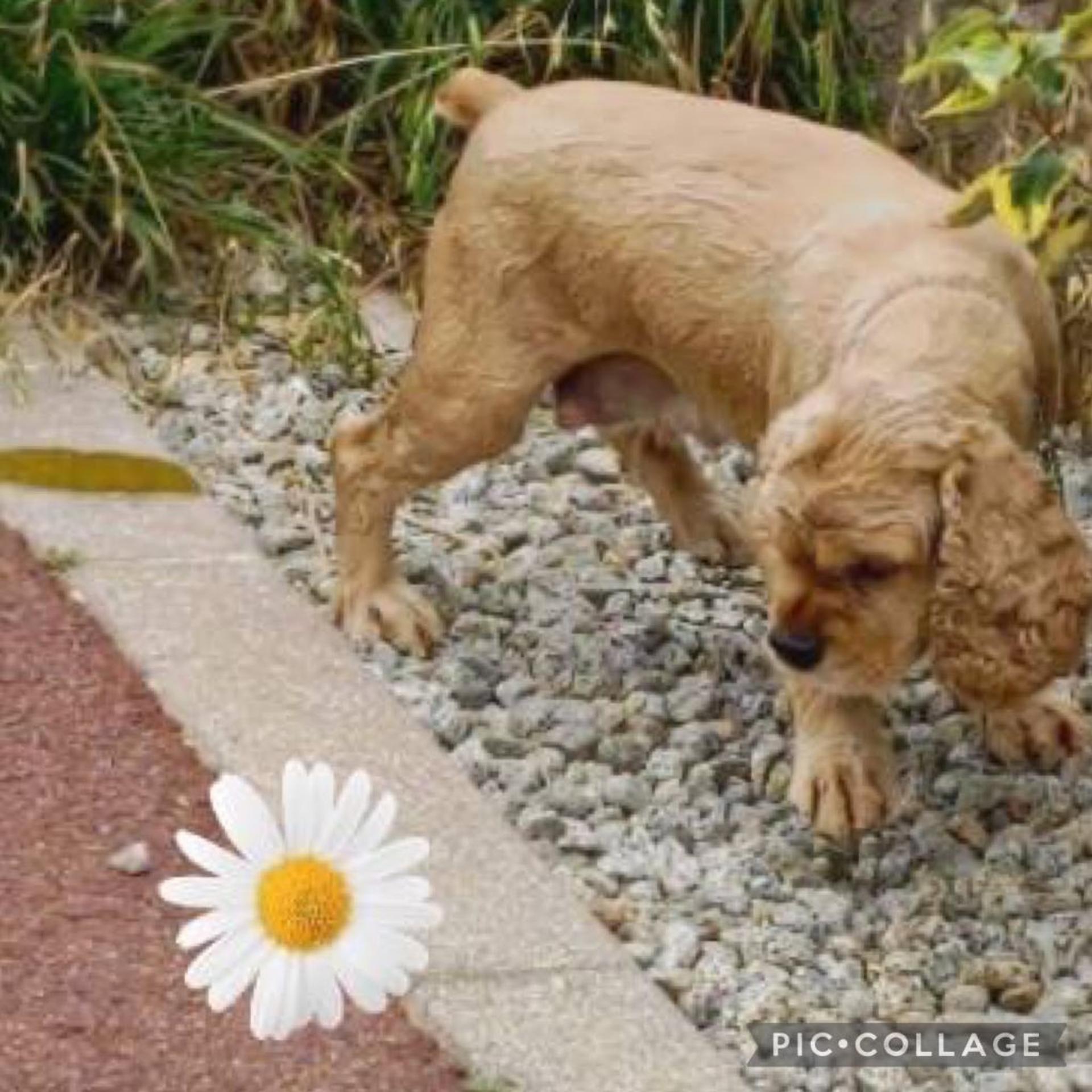 pet-image-5