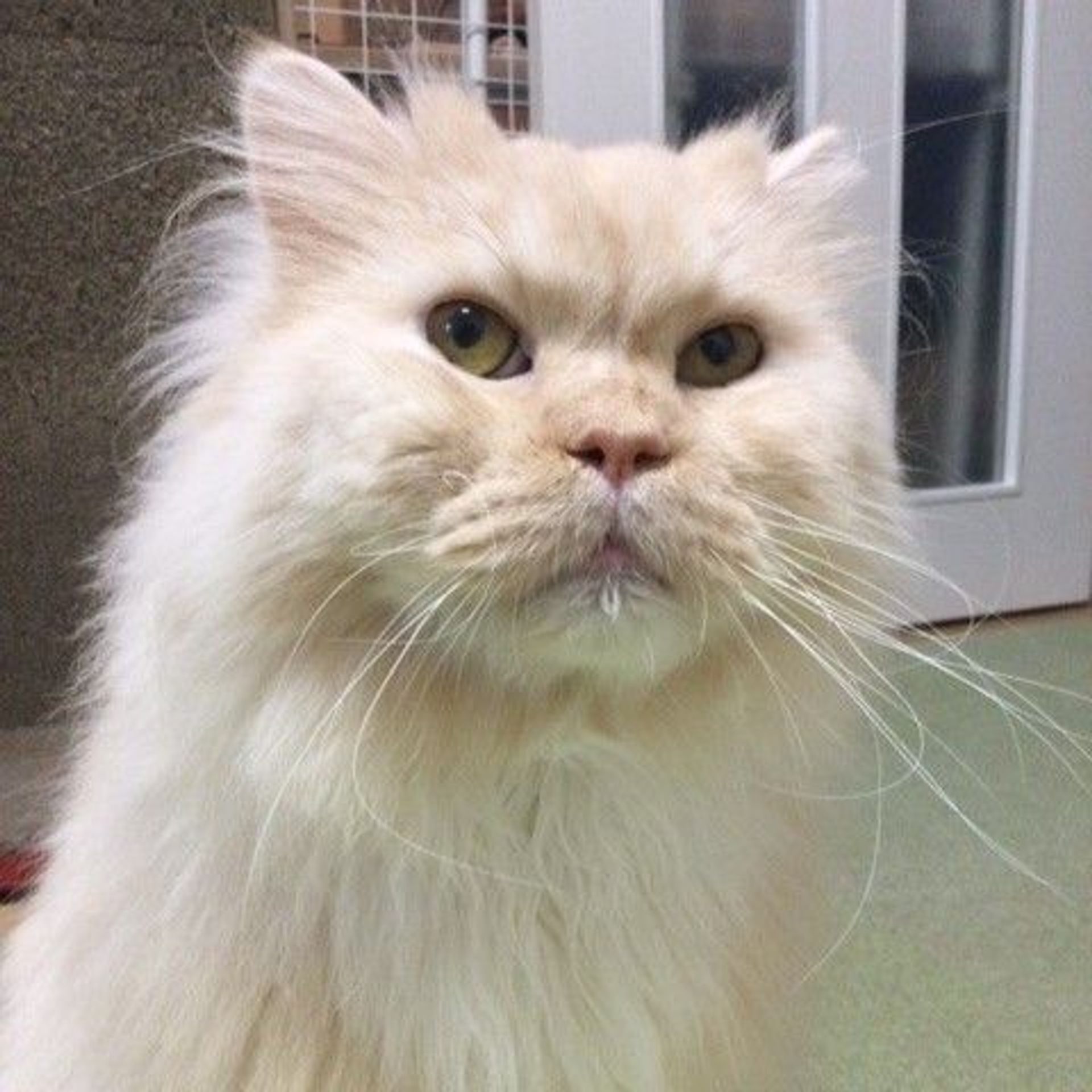 雑種（ミックス猫）・オスの里親募集の写真