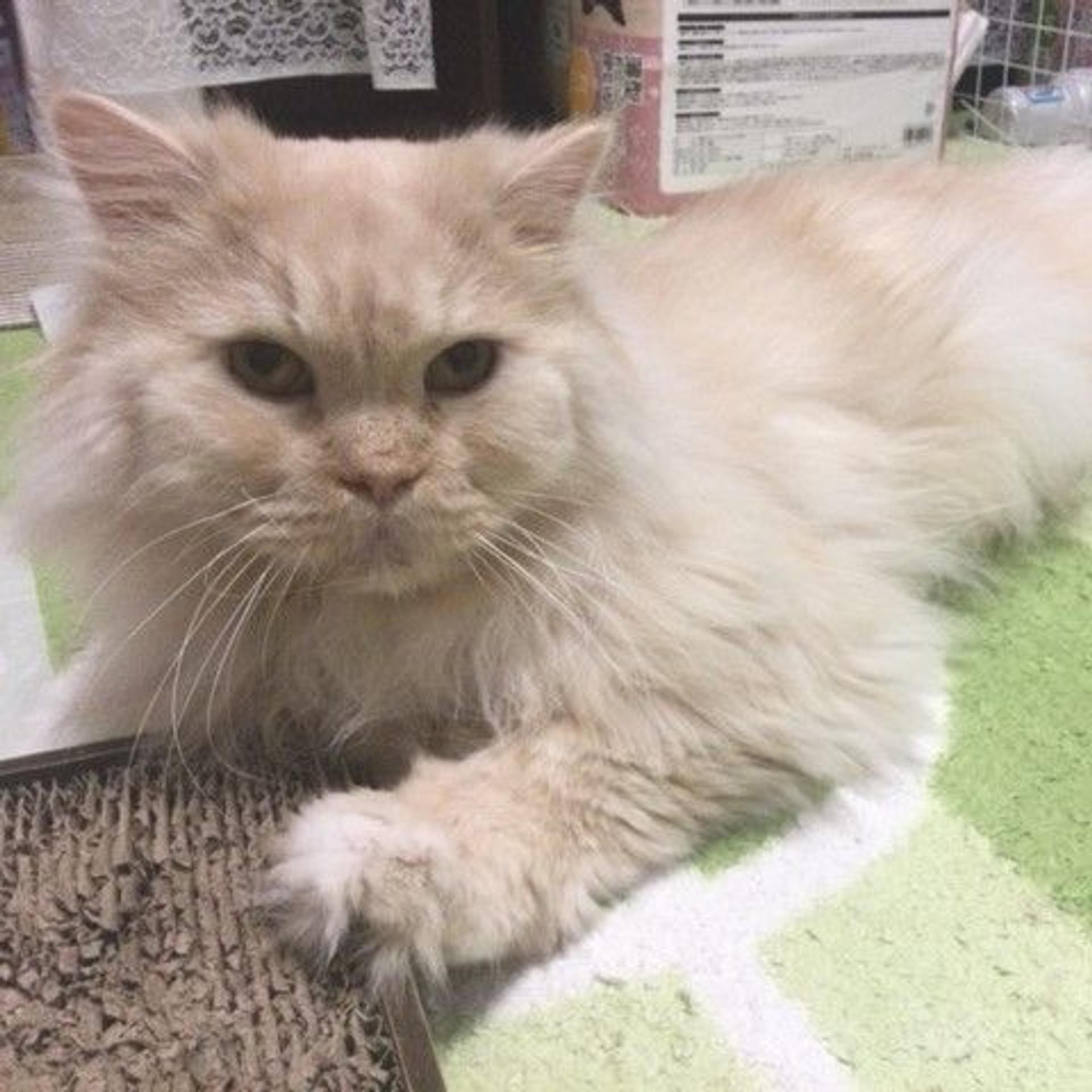 pet-image-2