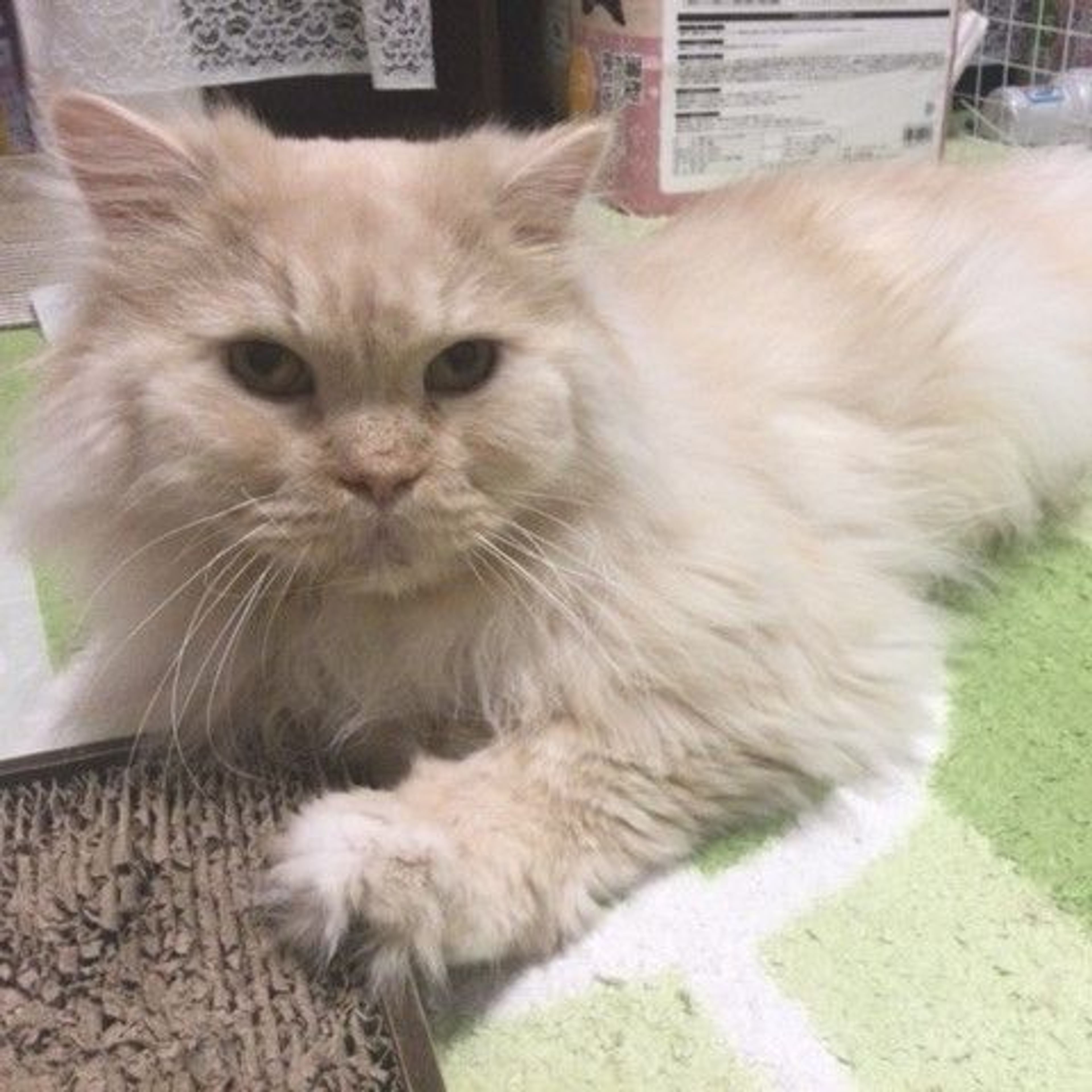 pet-image-2