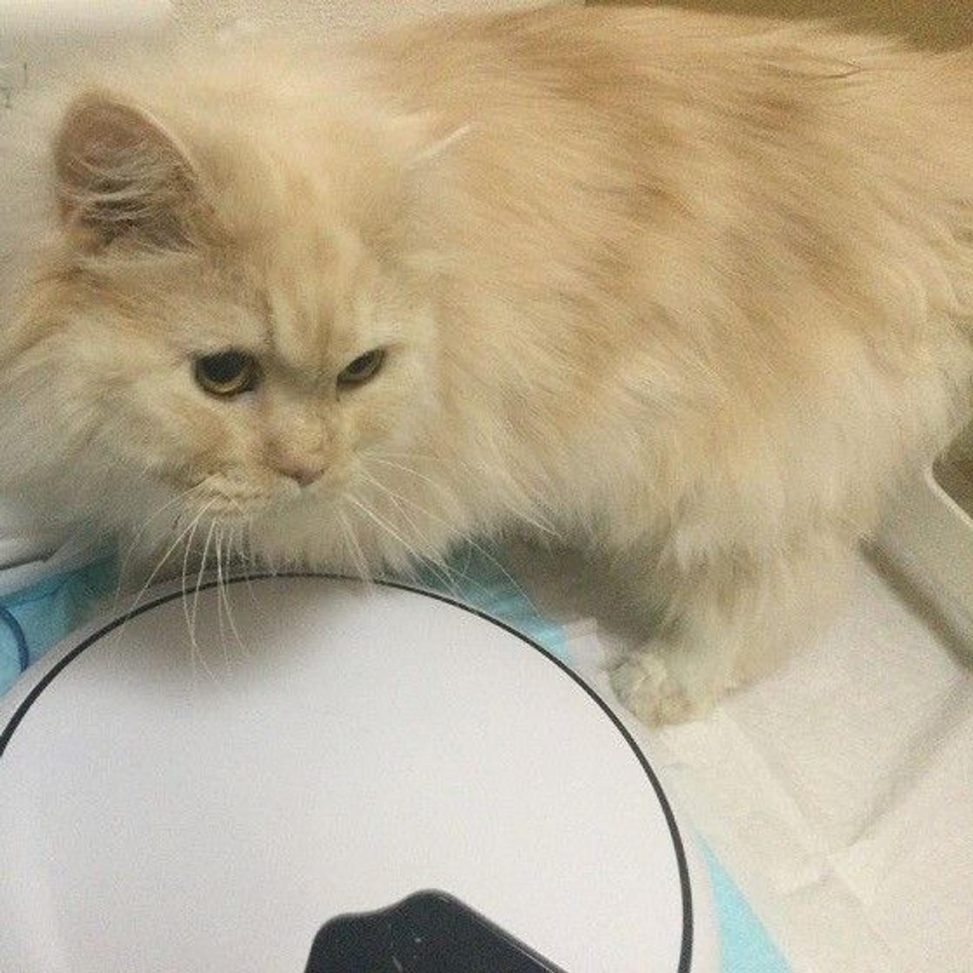 pet-image-3