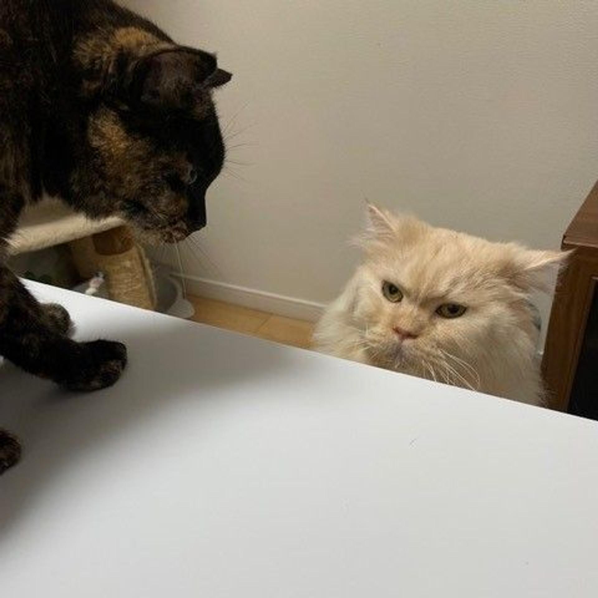 pet-image-4