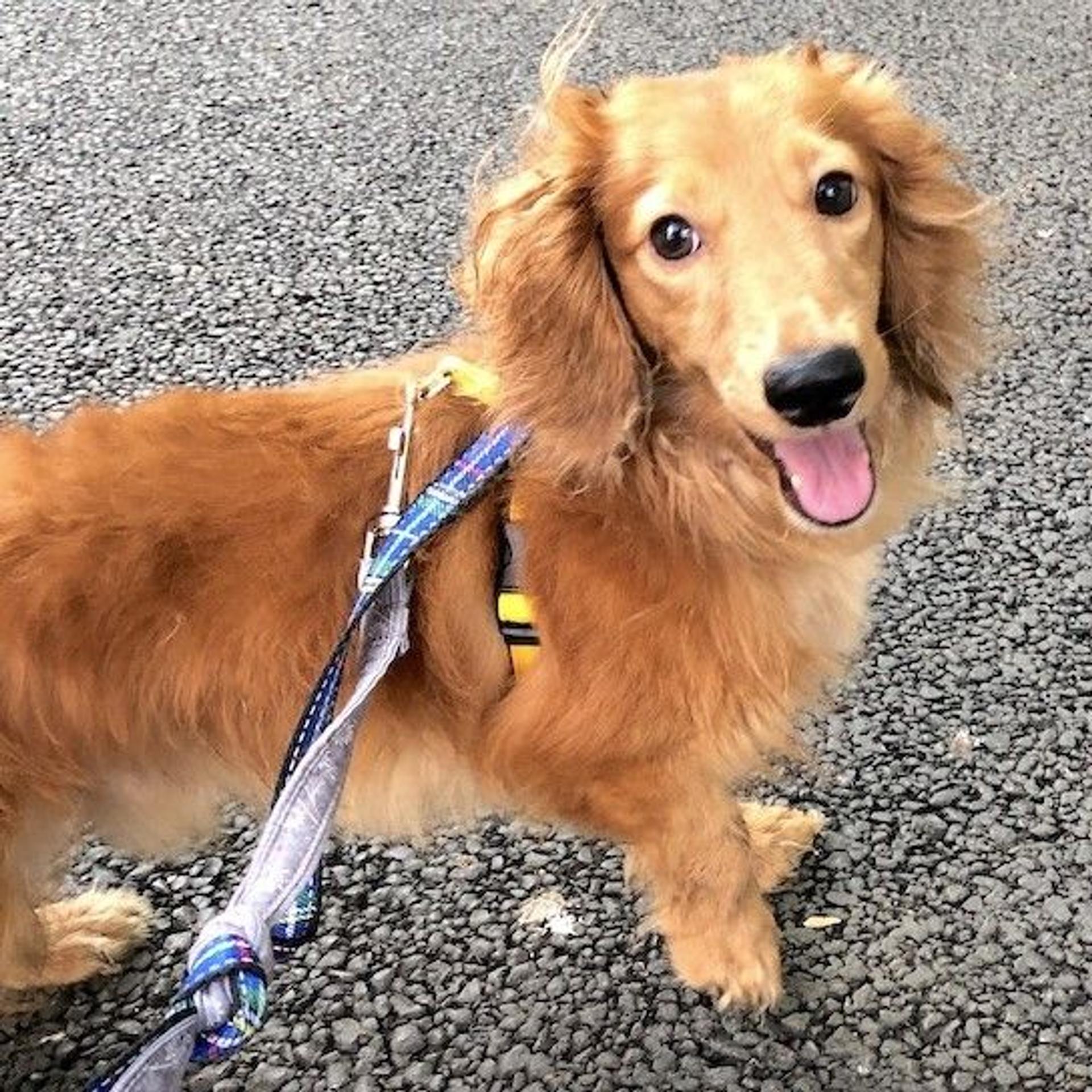 pet-image-2