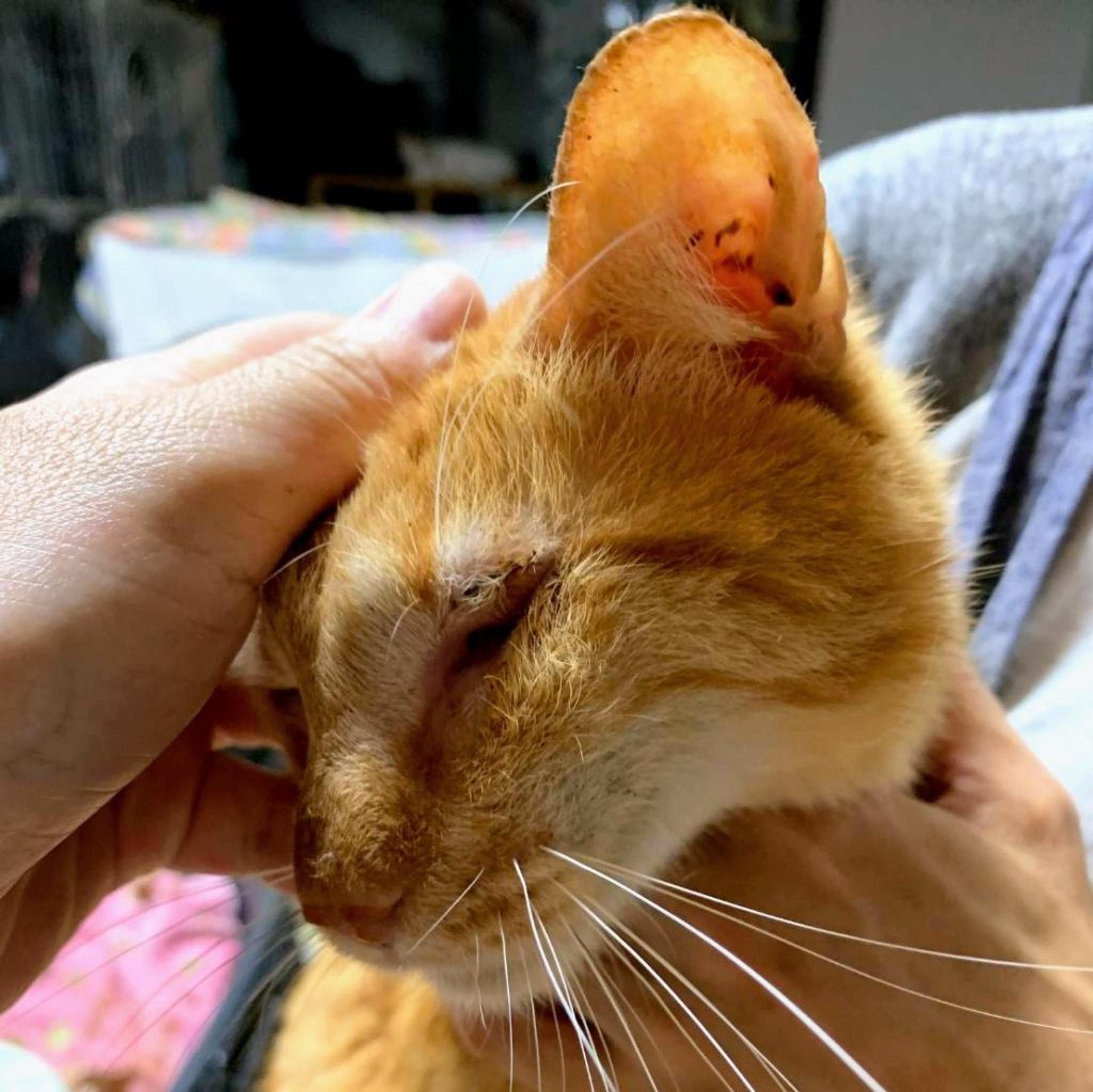 pet-image-4