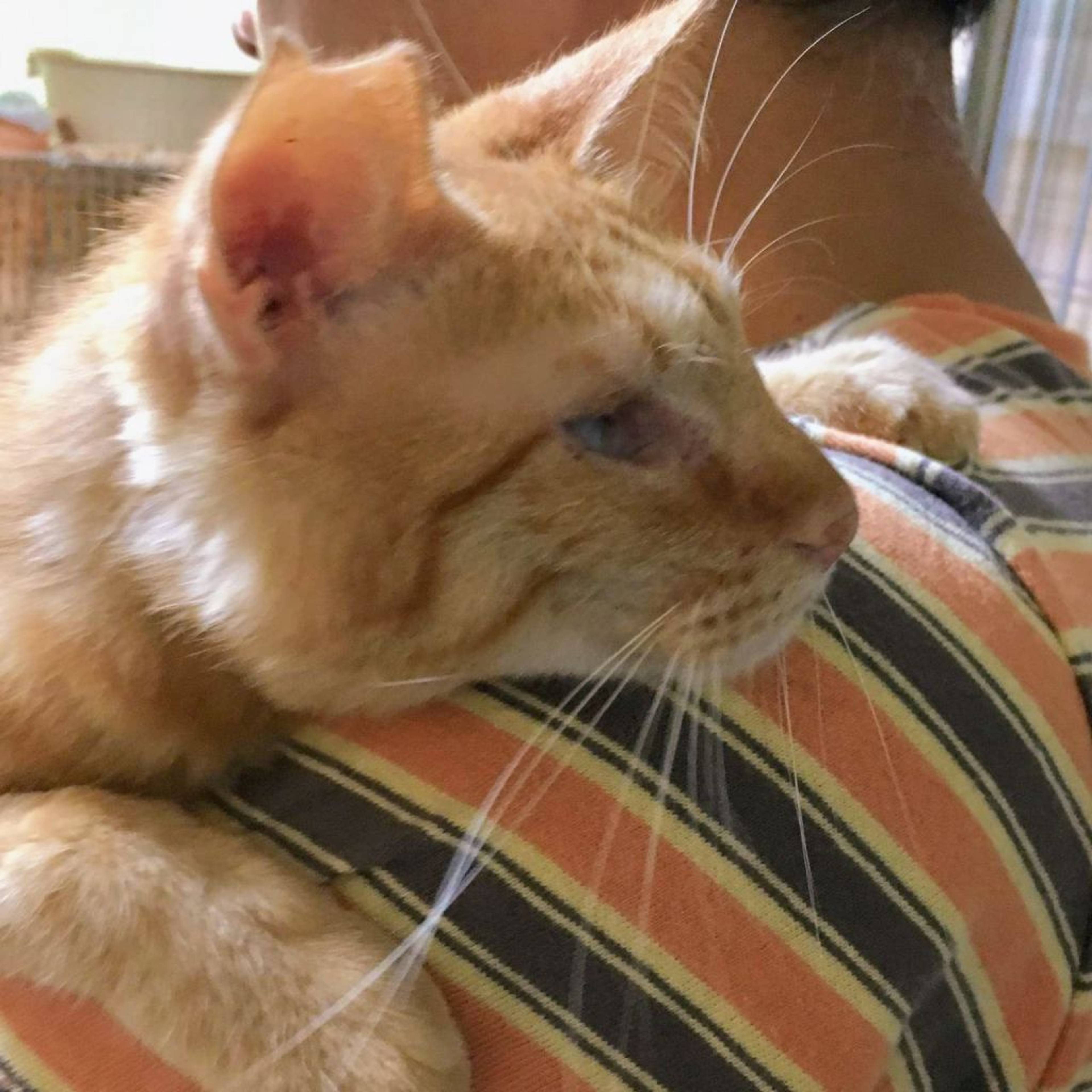 雑種（ミックス猫）・オスの里親募集の写真