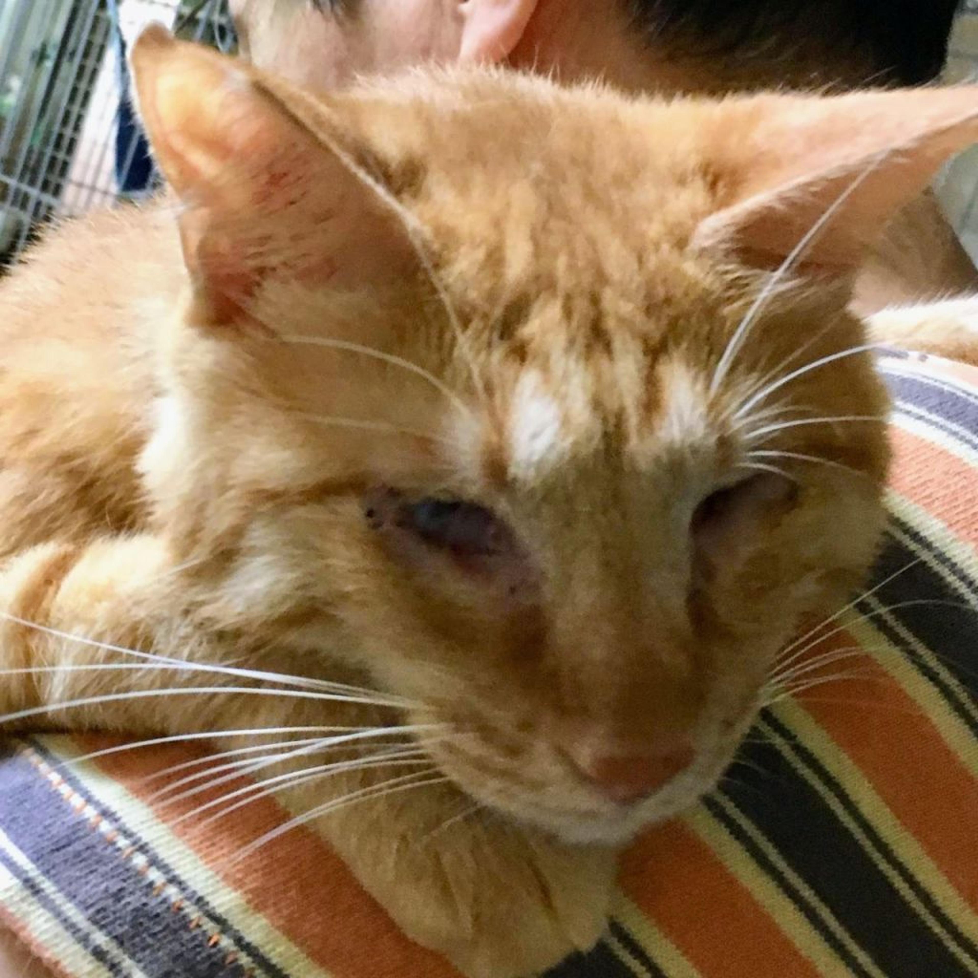 pet-image-3