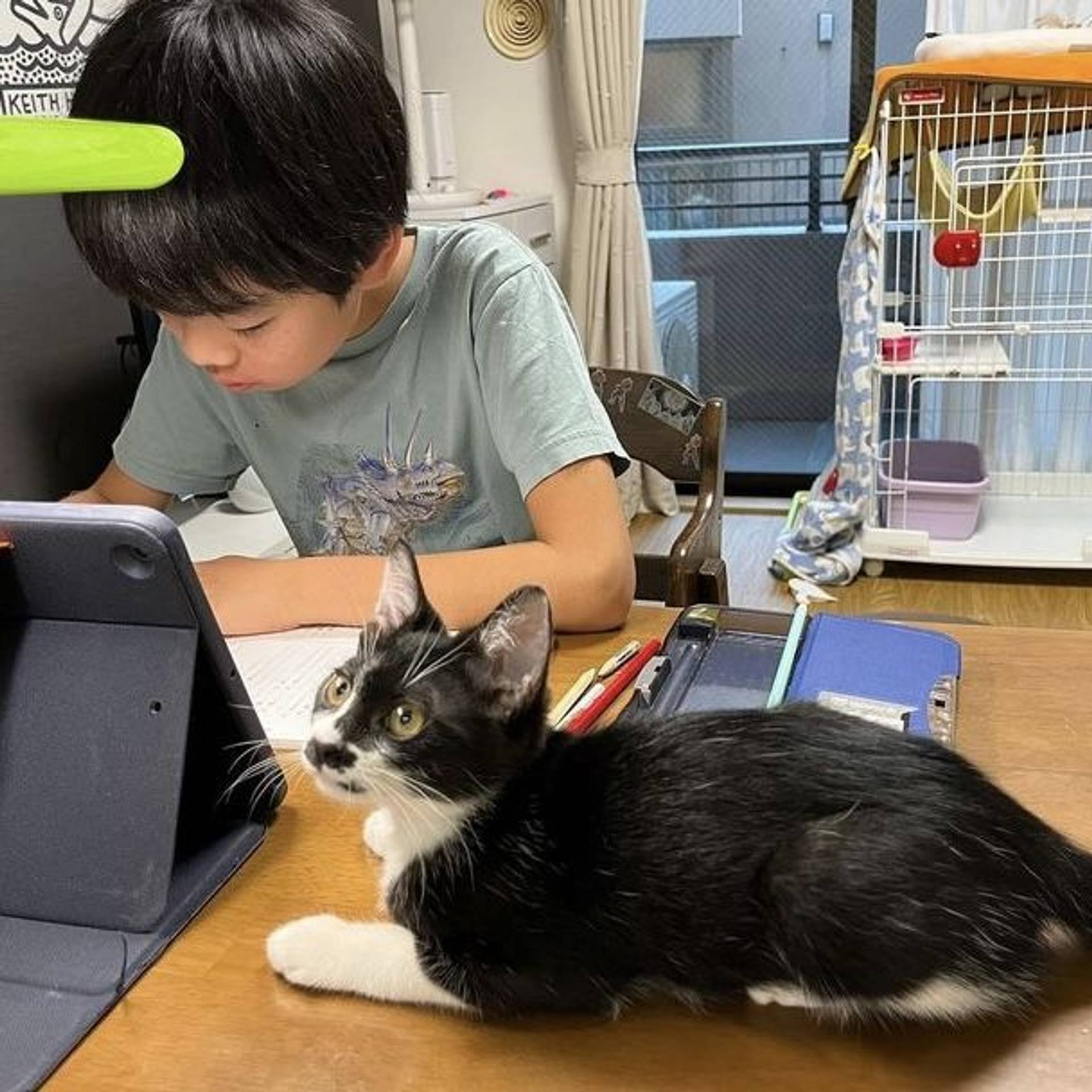 雑種（ミックス猫）・オスの里親募集の写真