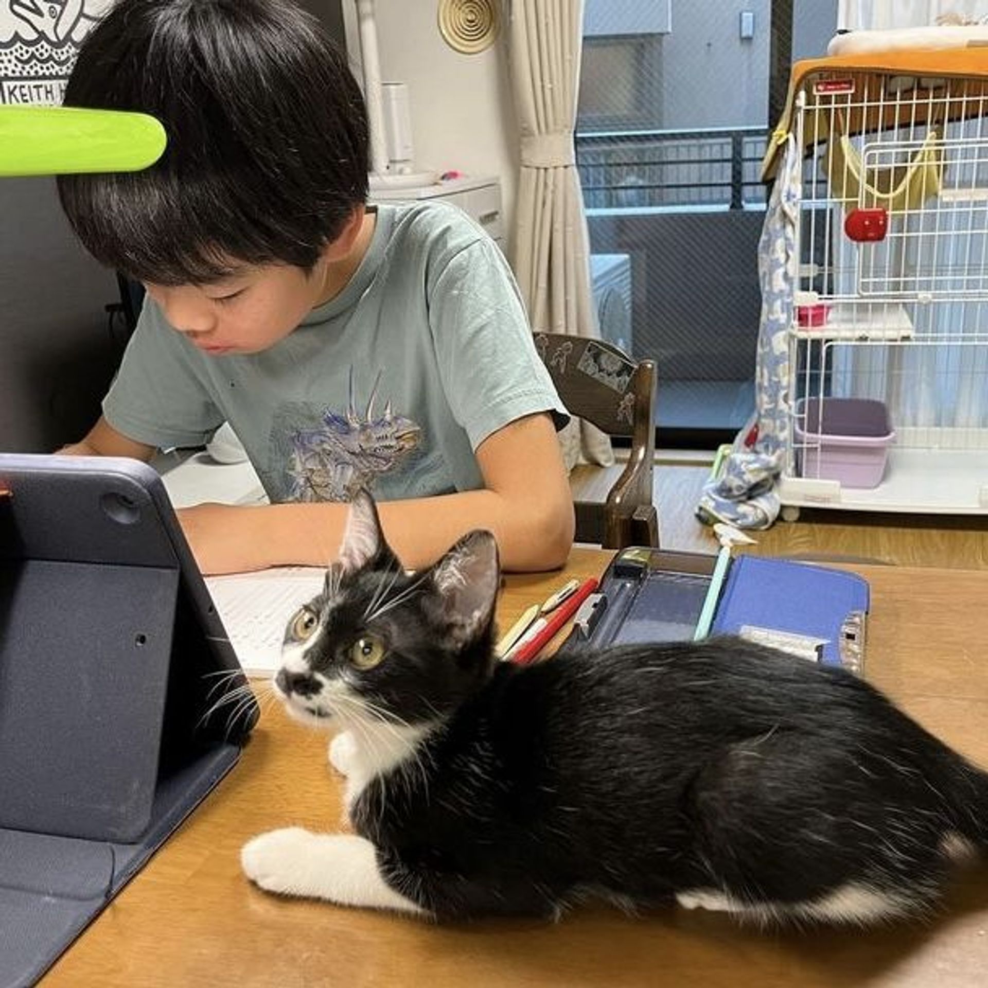 雑種（ミックス猫）・オスの里親募集の写真