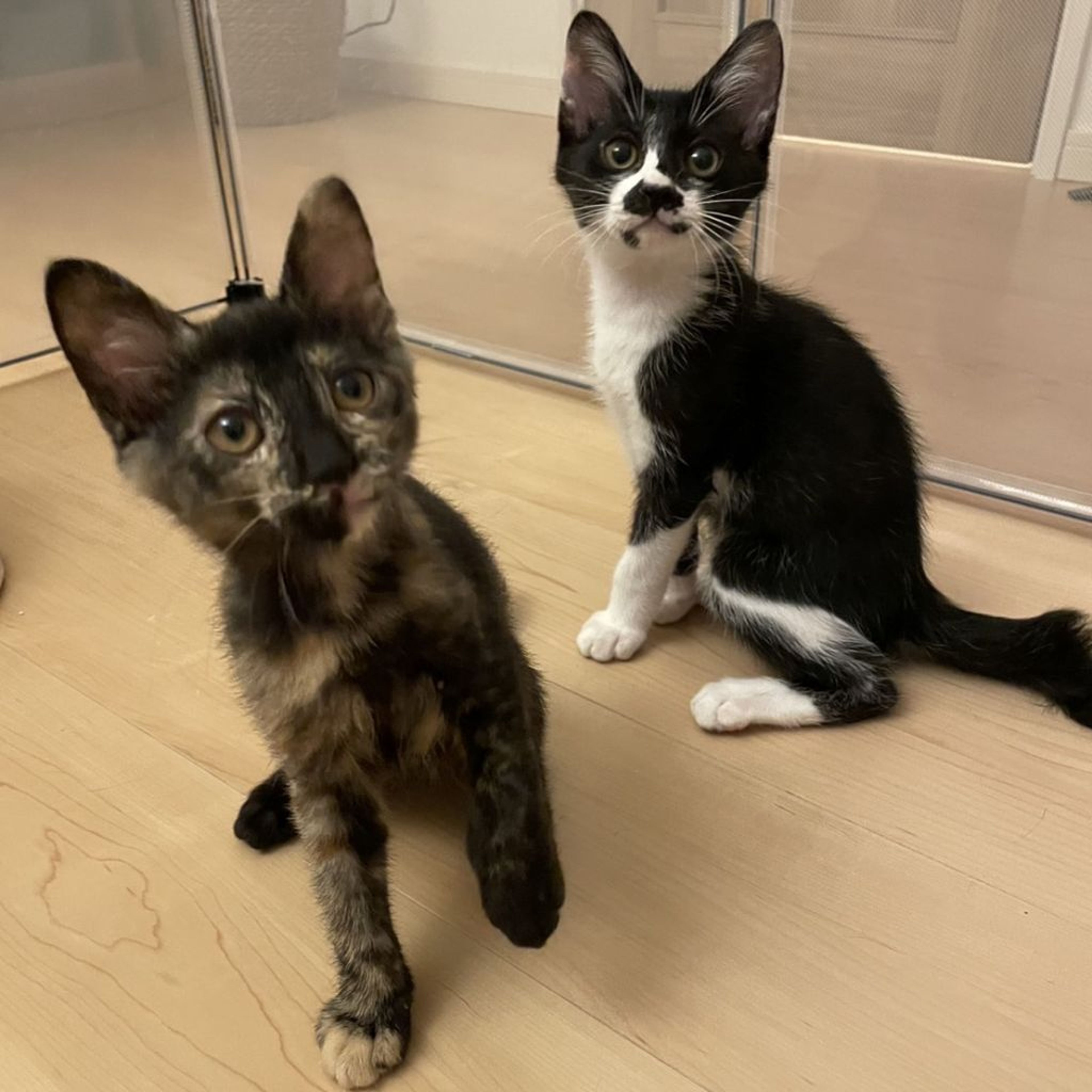 pet-image-9