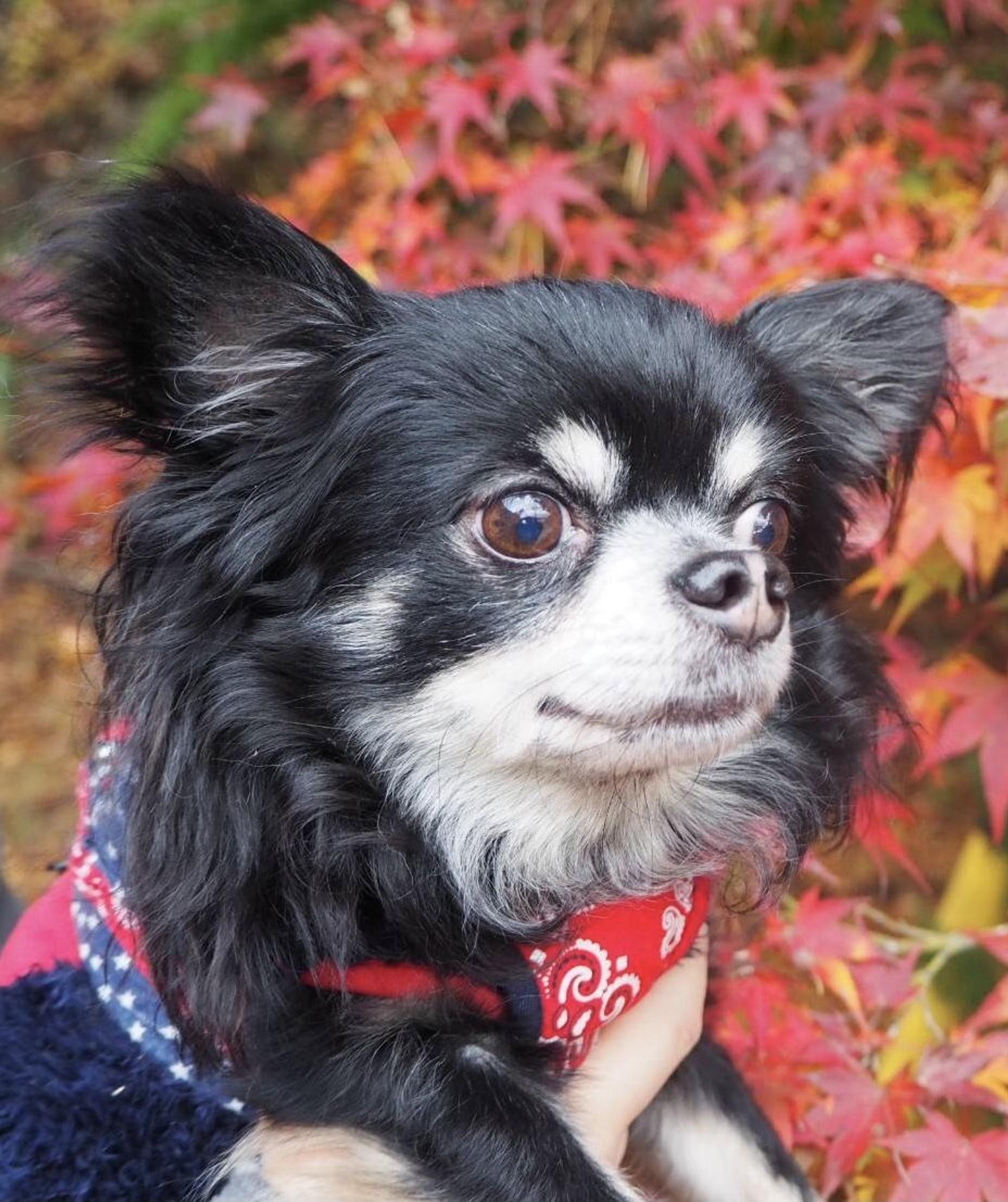 pet-image-3