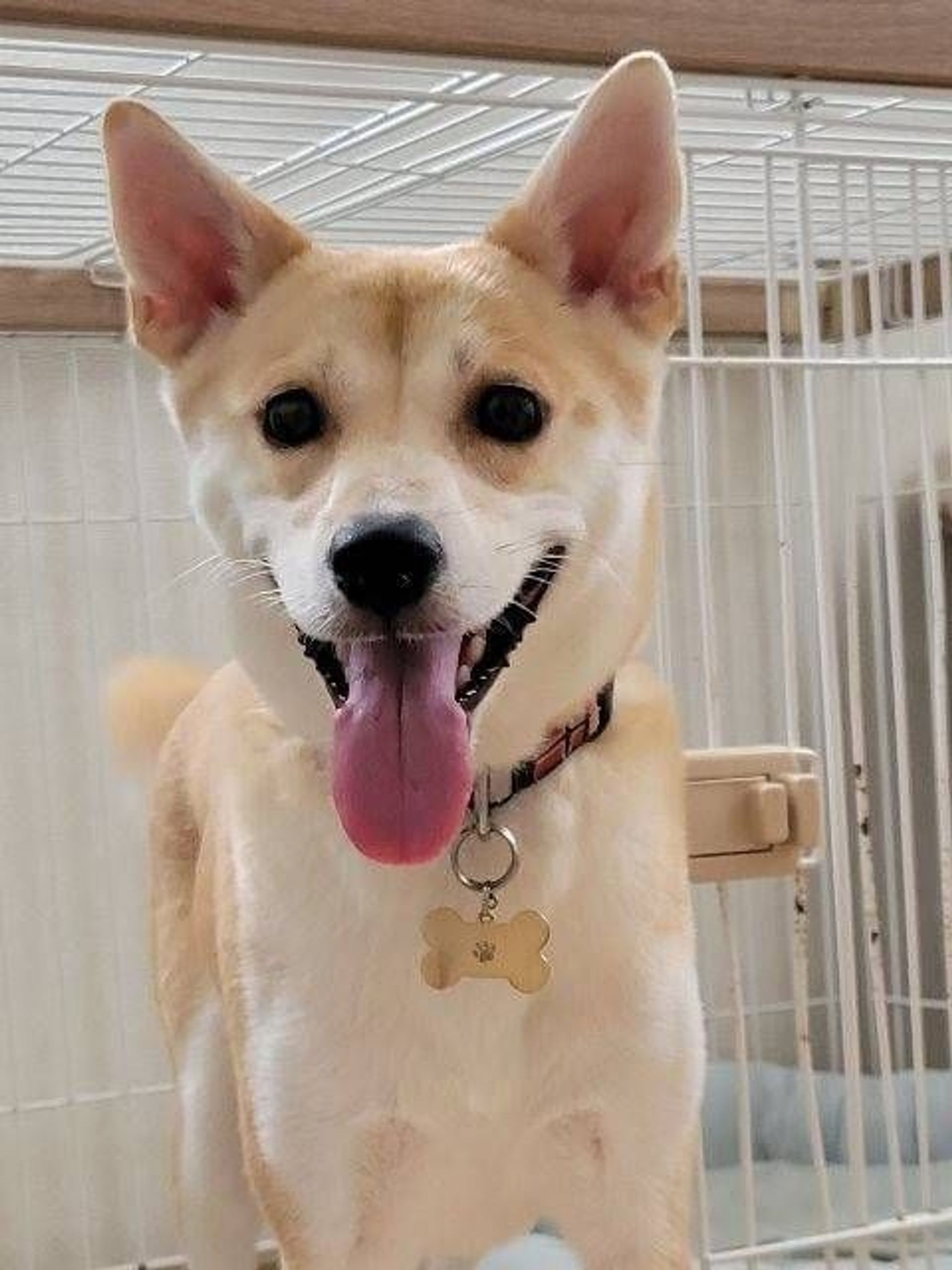 雑種（ミックス犬）・メスの里親募集の写真