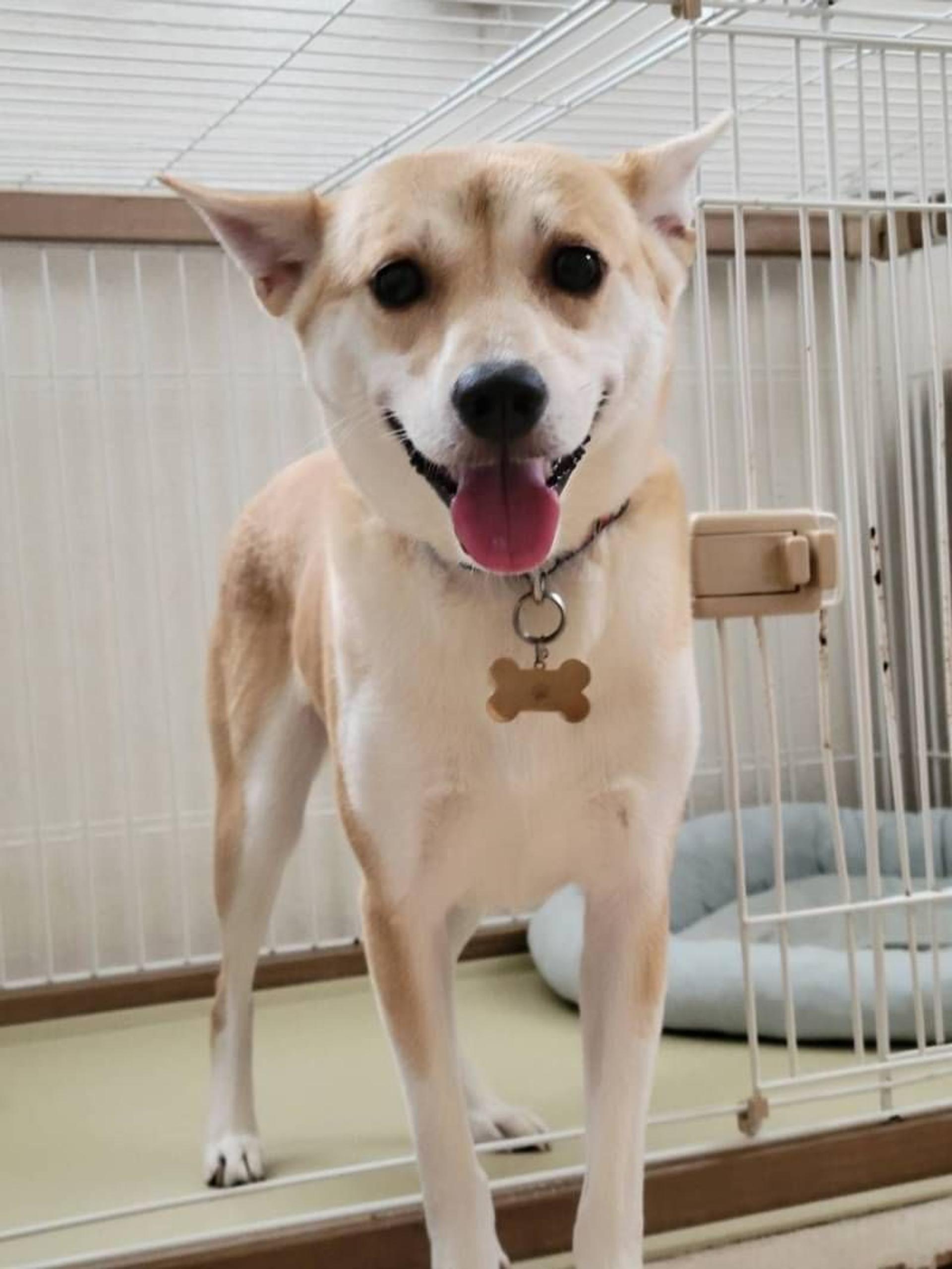 pet-image-4