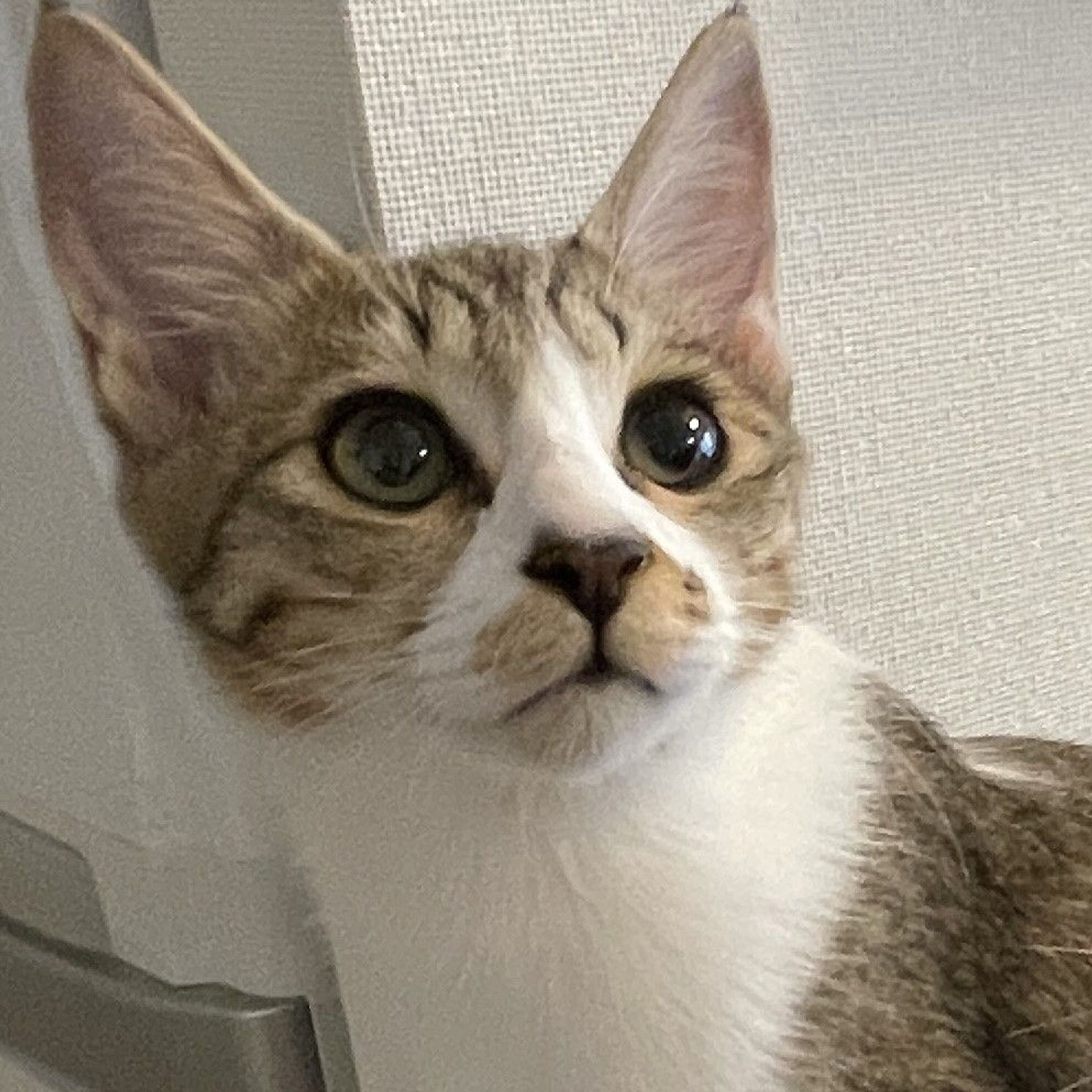 雑種（ミックス猫）・メスの里親募集の写真