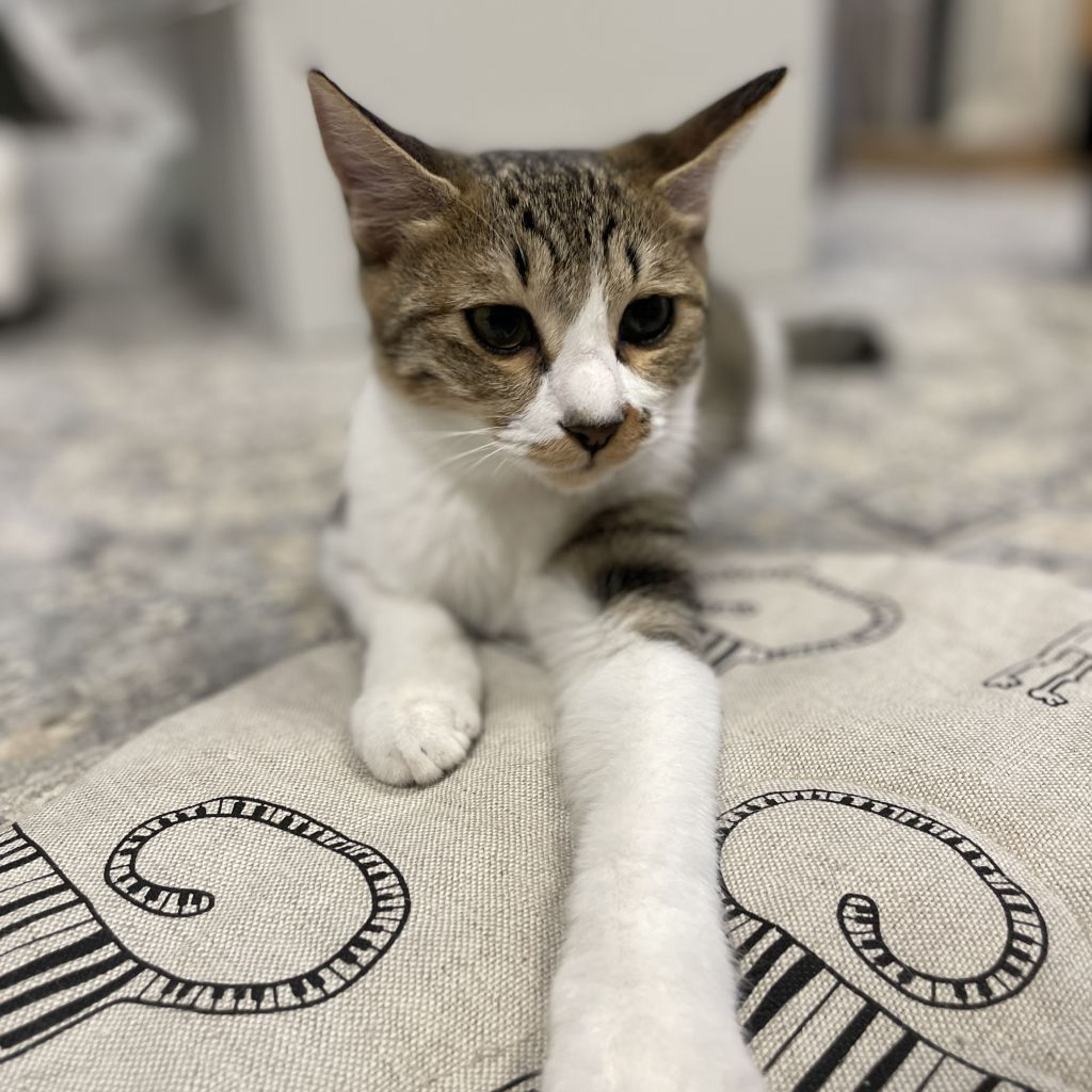 pet-image-2