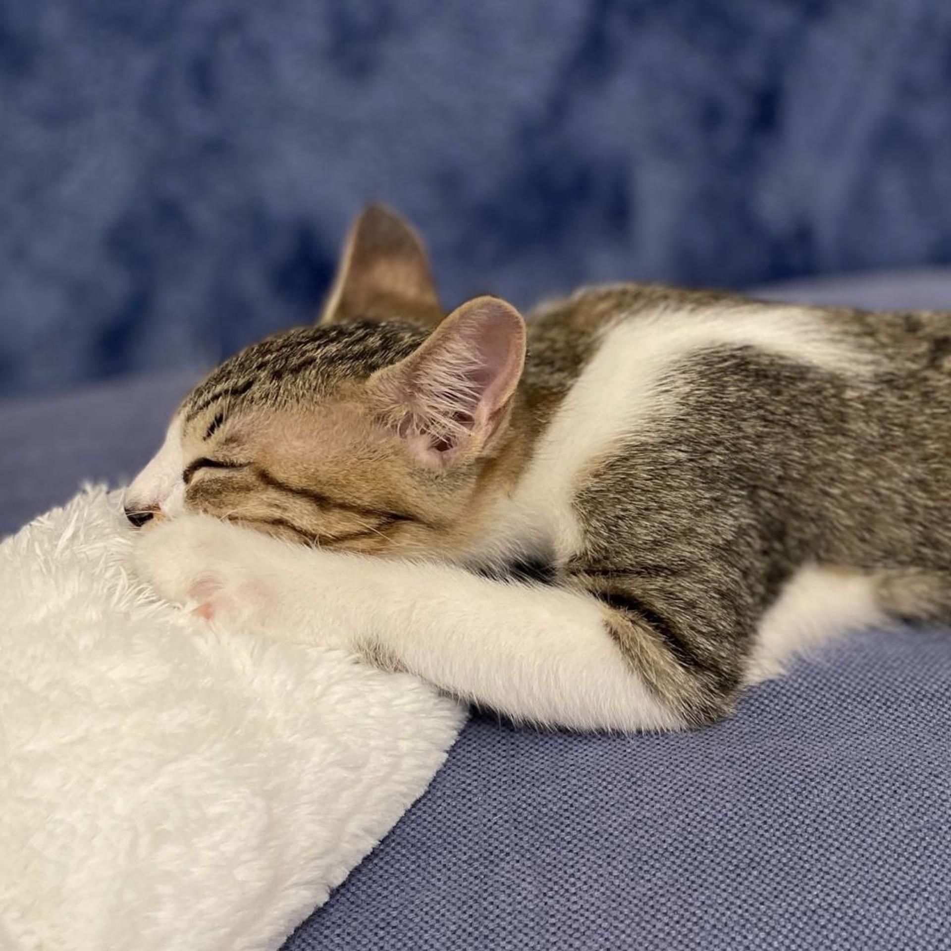 pet-image-5