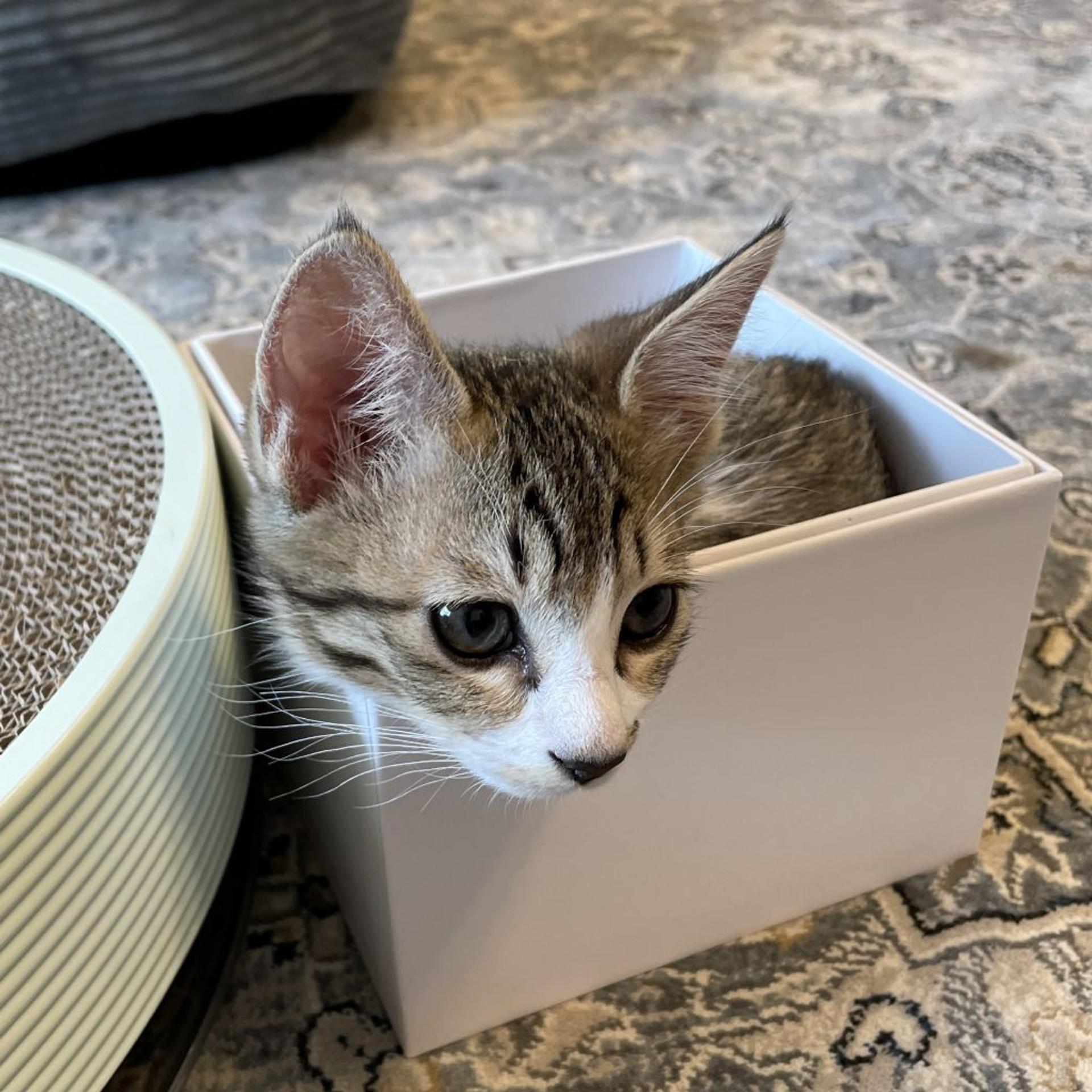 pet-image-7