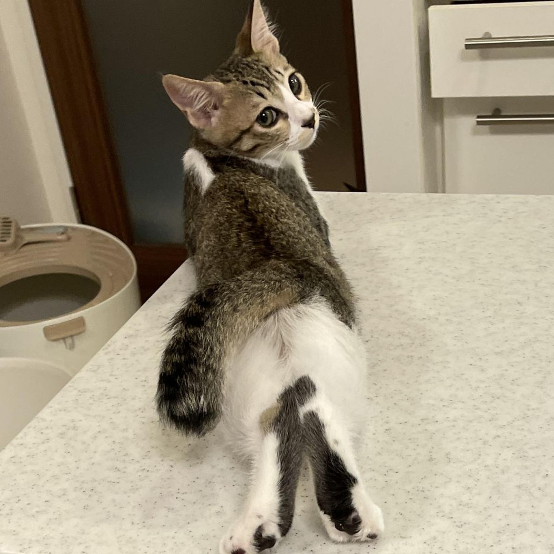pet-image-9
