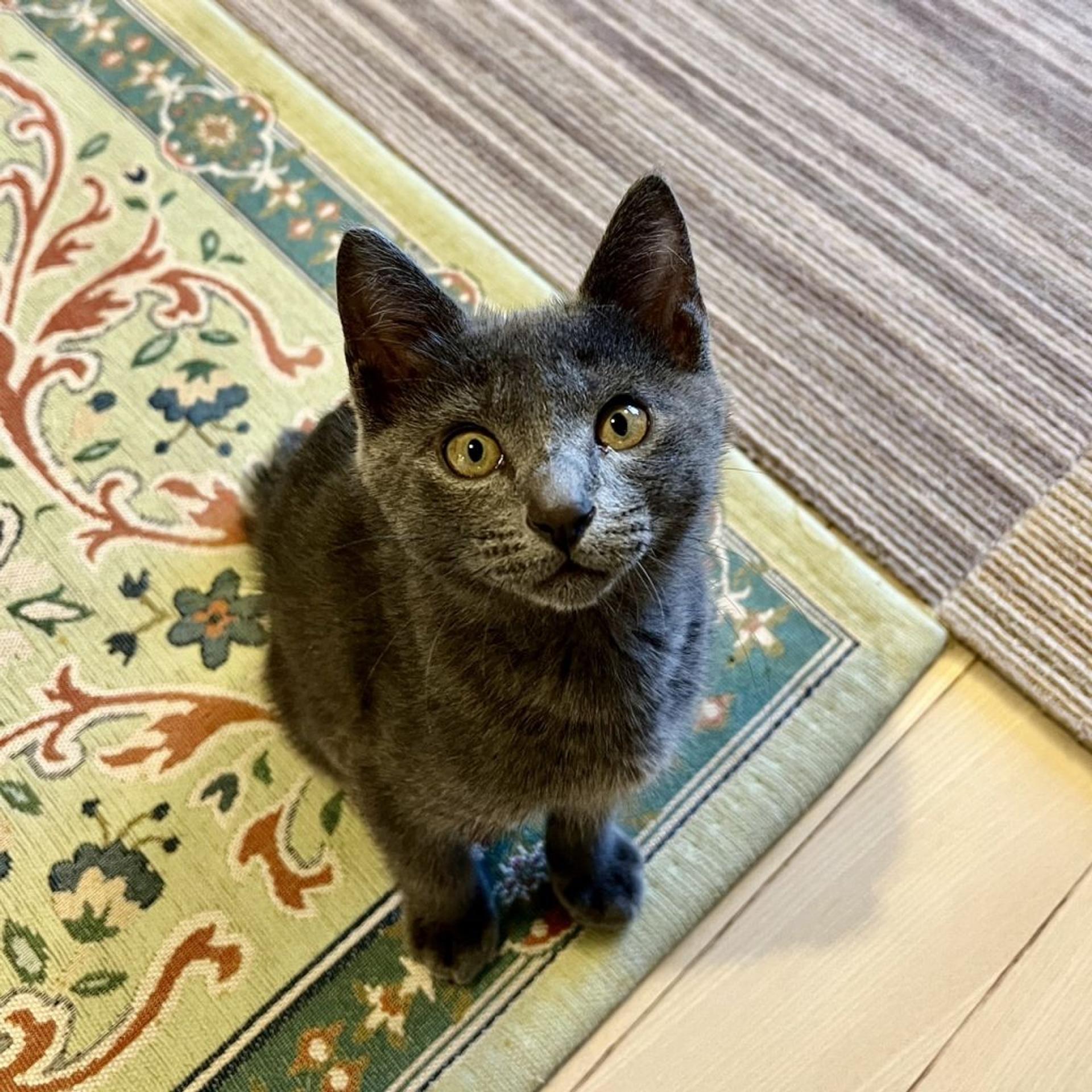 pet-image-3