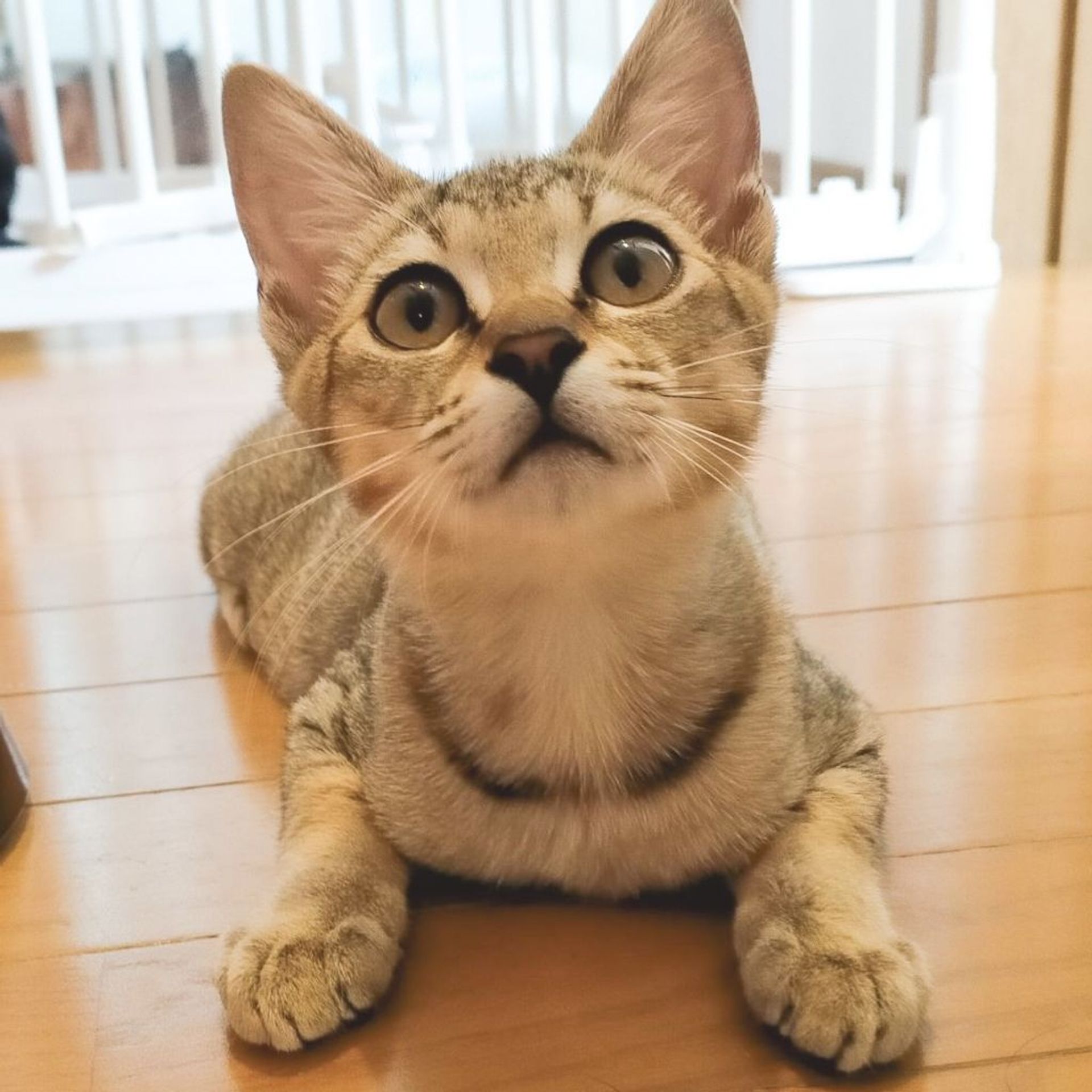 雑種（ミックス猫）・メスの里親募集の写真