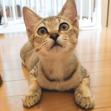 モモ