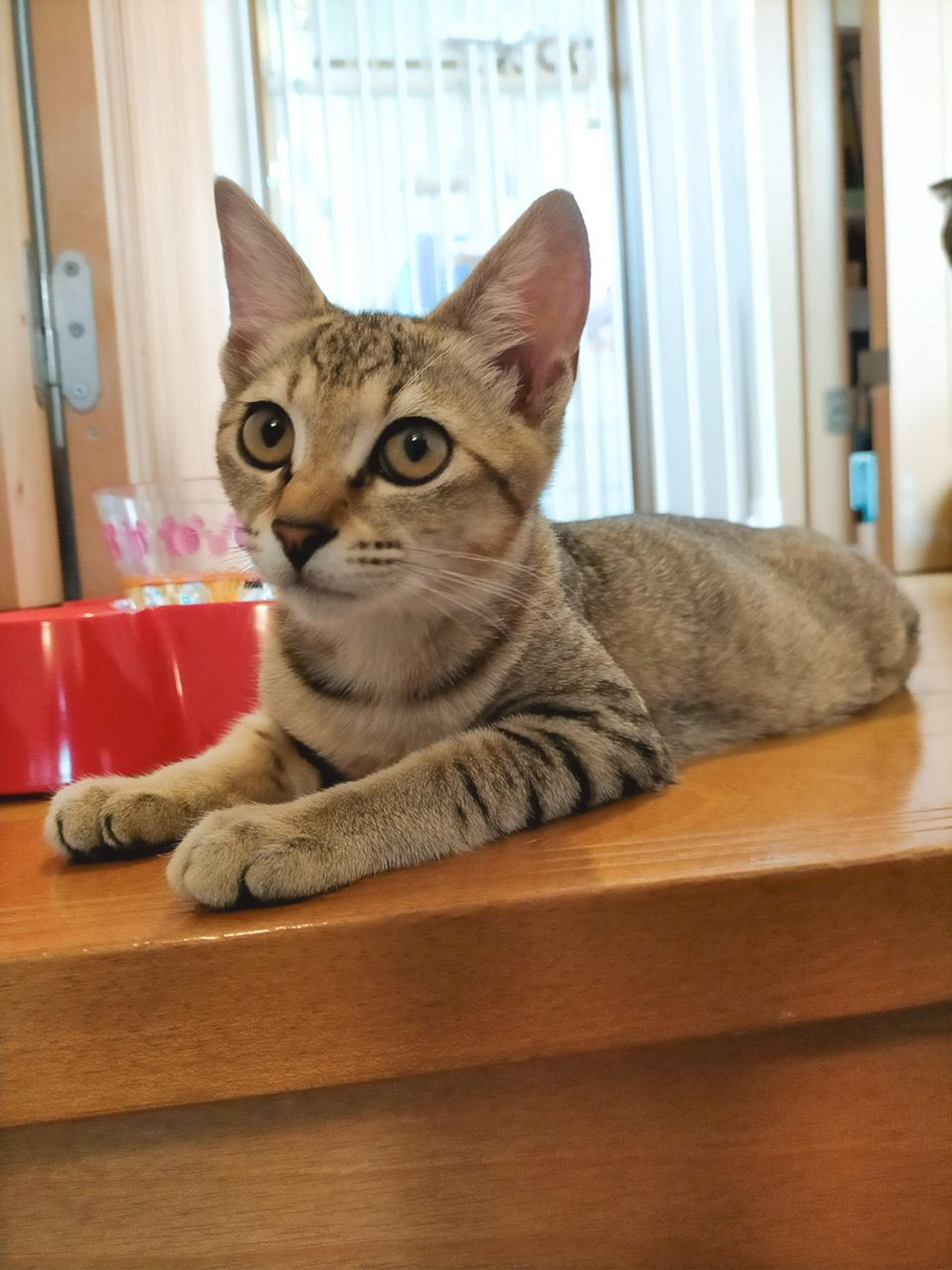 pet-image-2