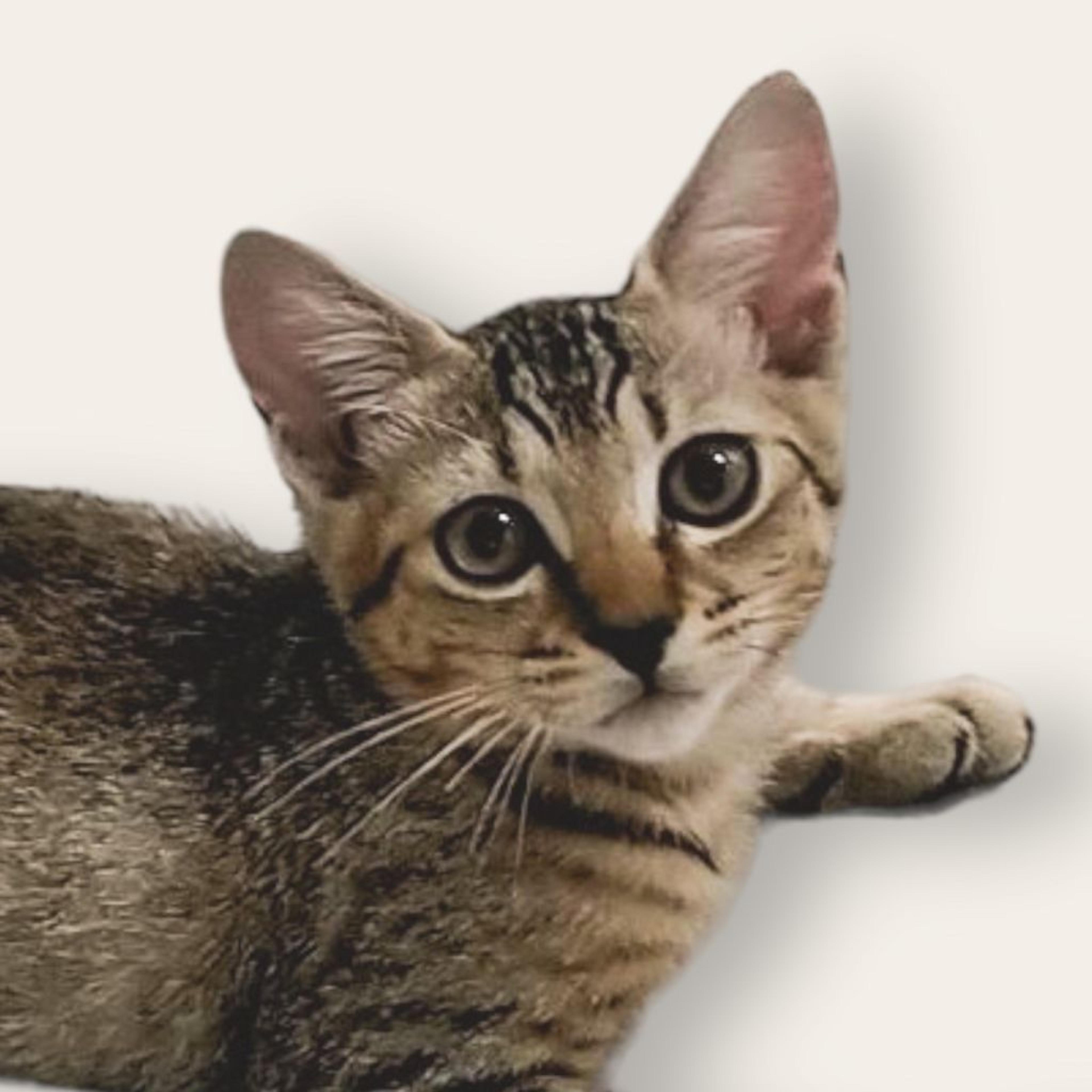pet-image-3