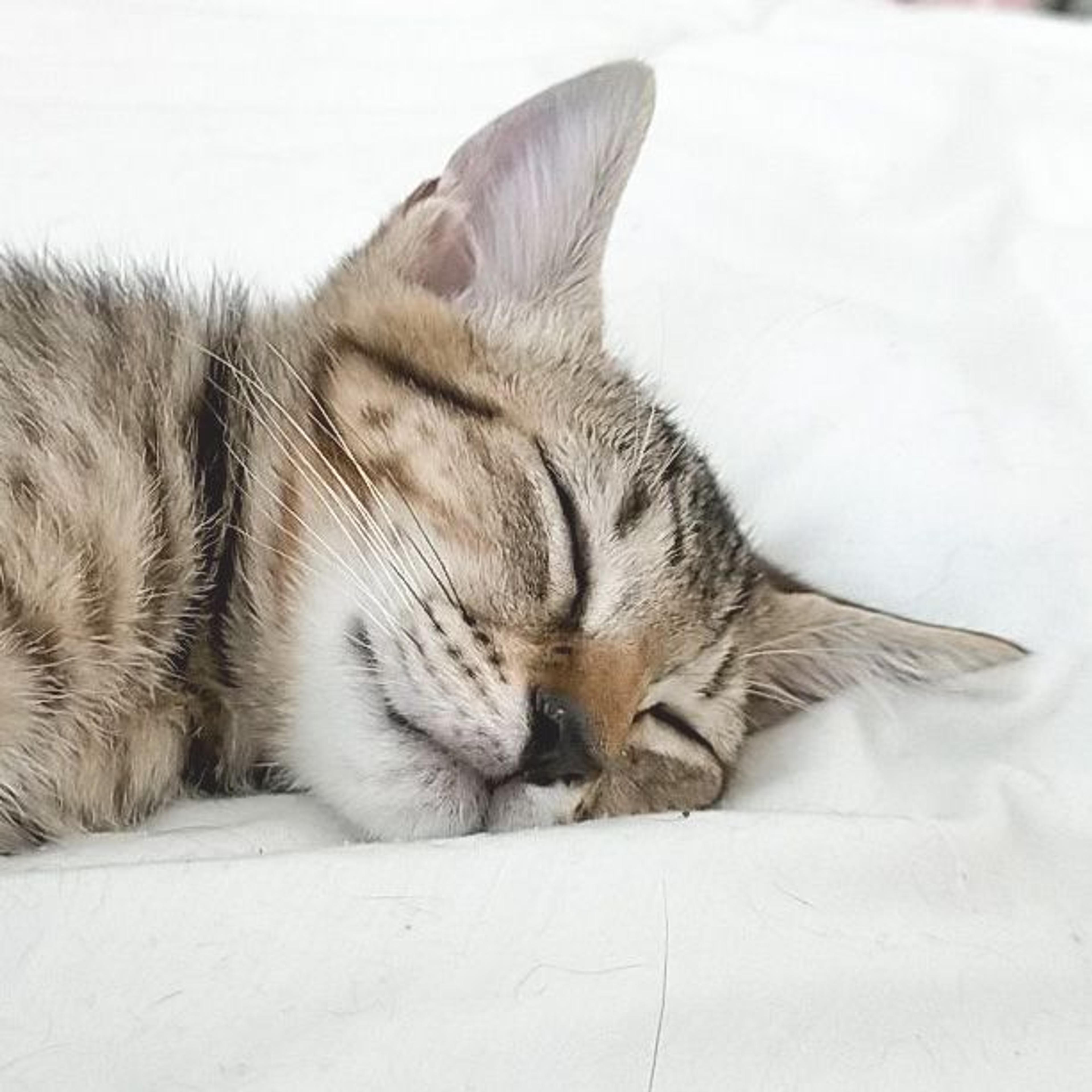 pet-image-4