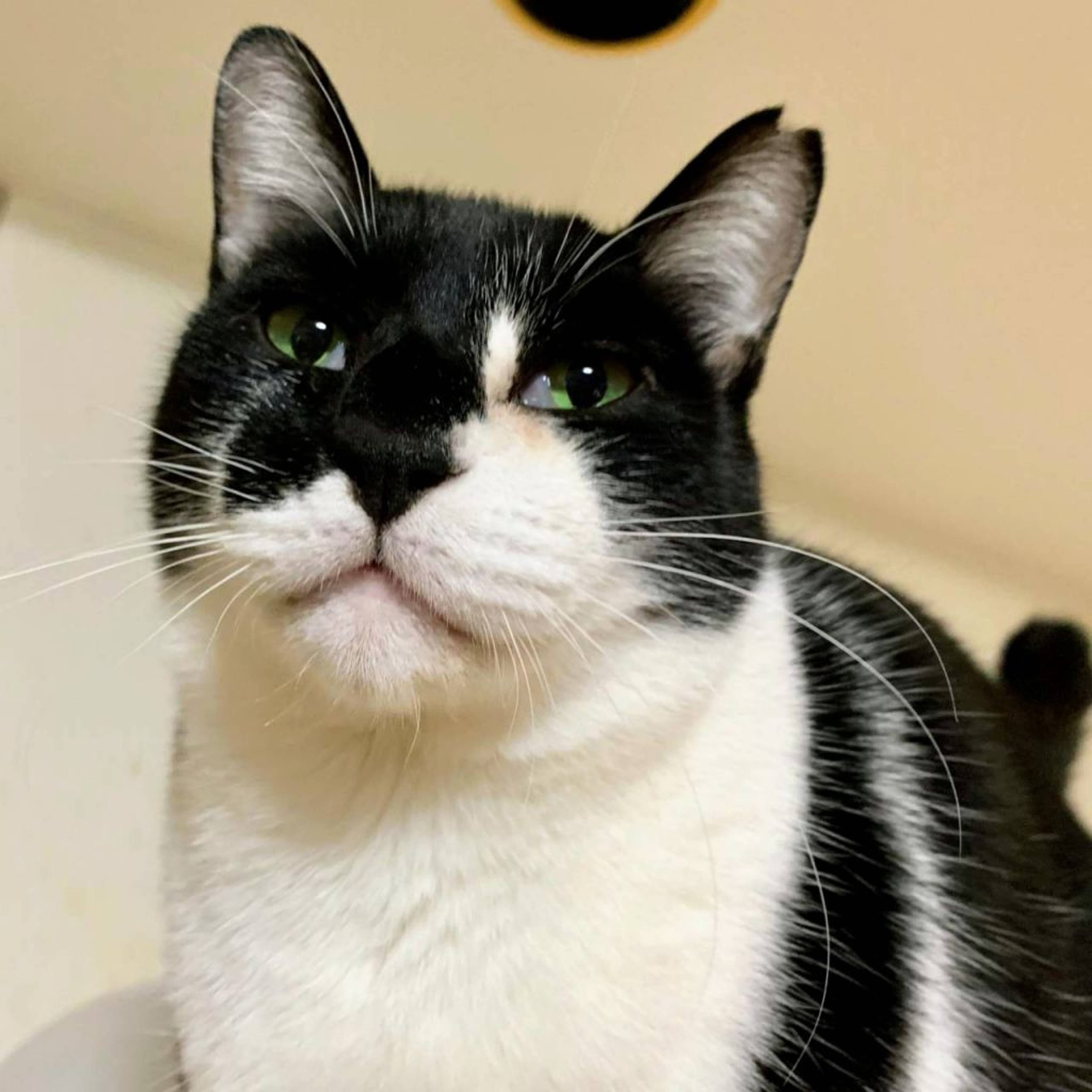 雑種（ミックス猫）・オスの里親募集の写真