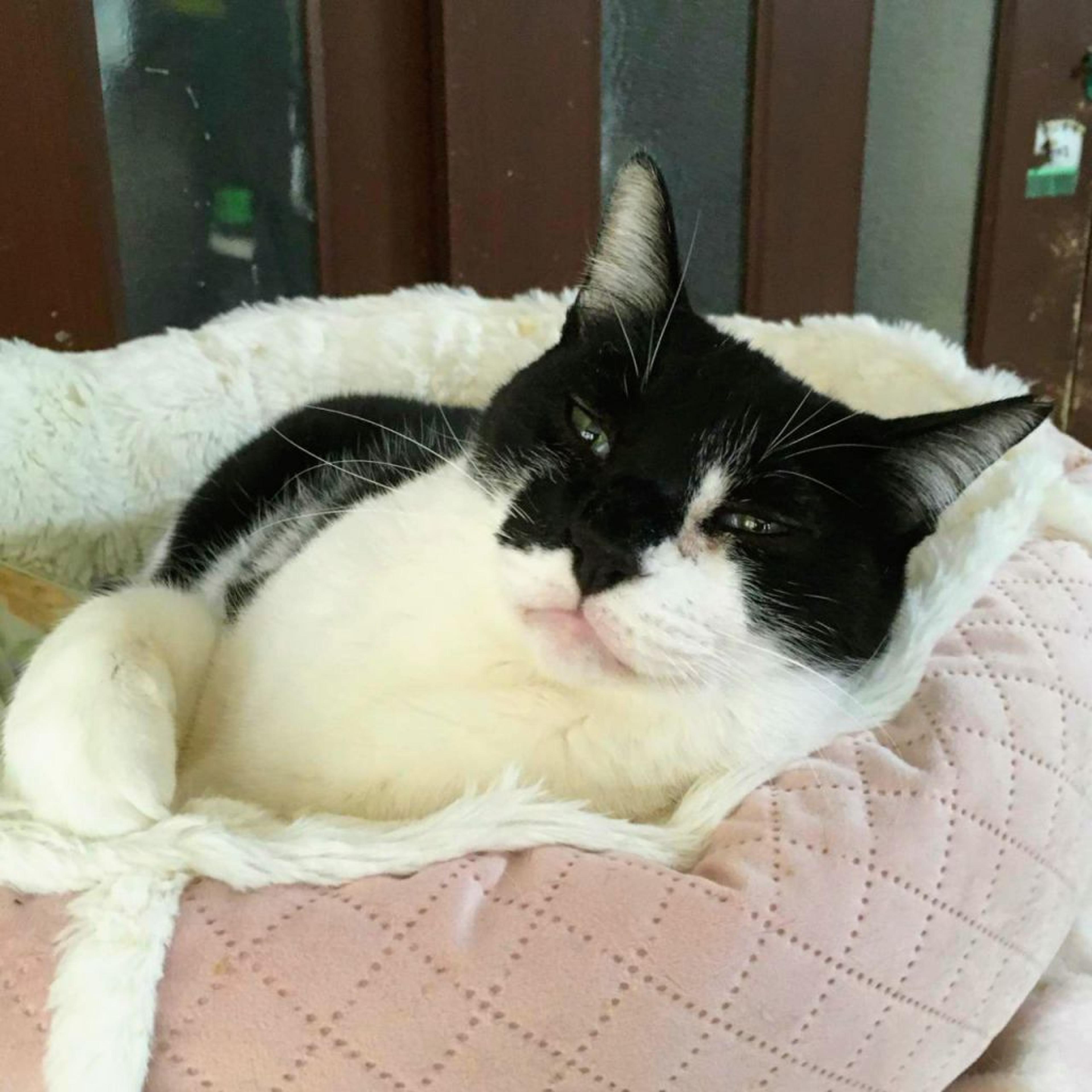 pet-image-2
