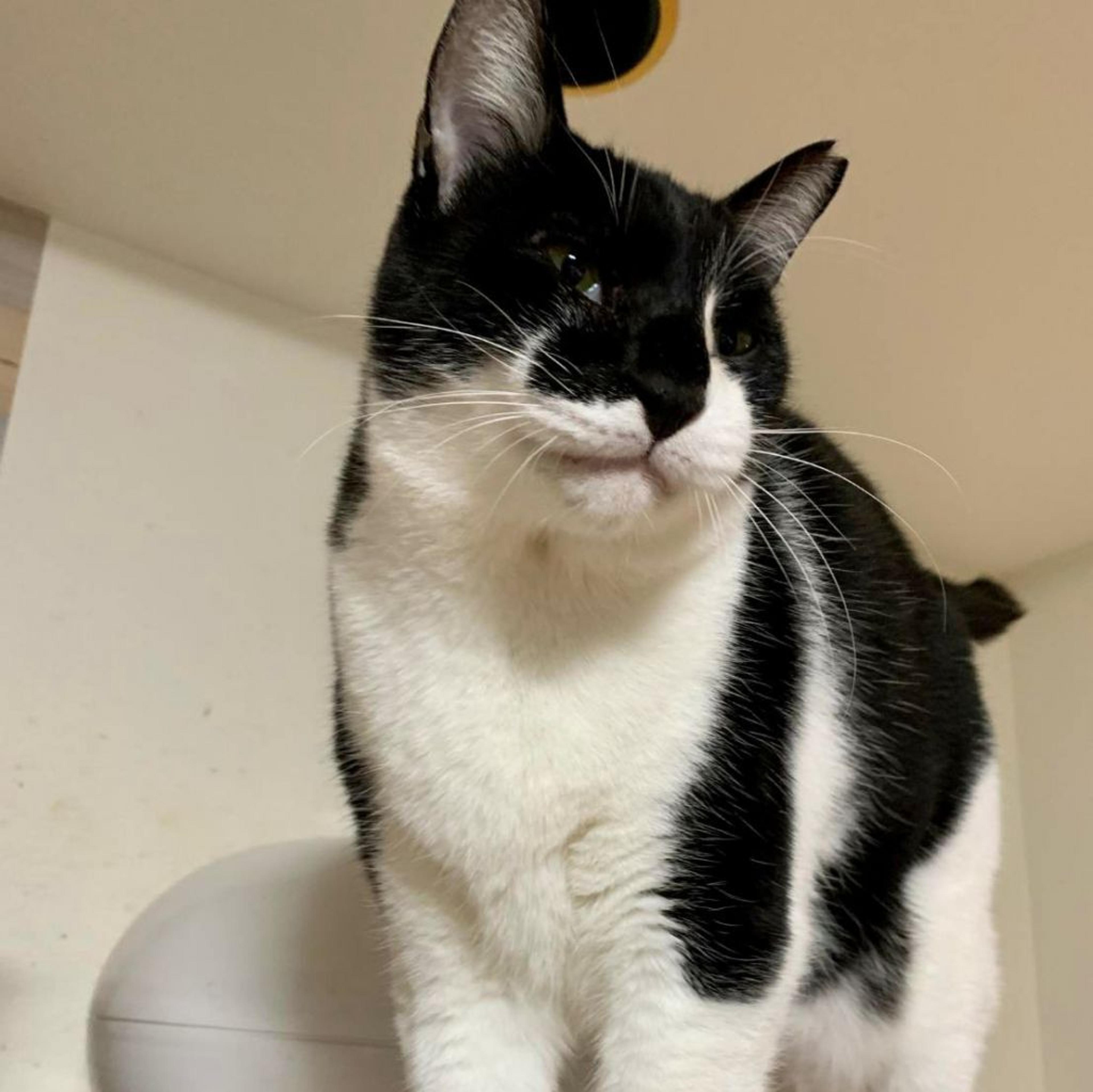 pet-image-3