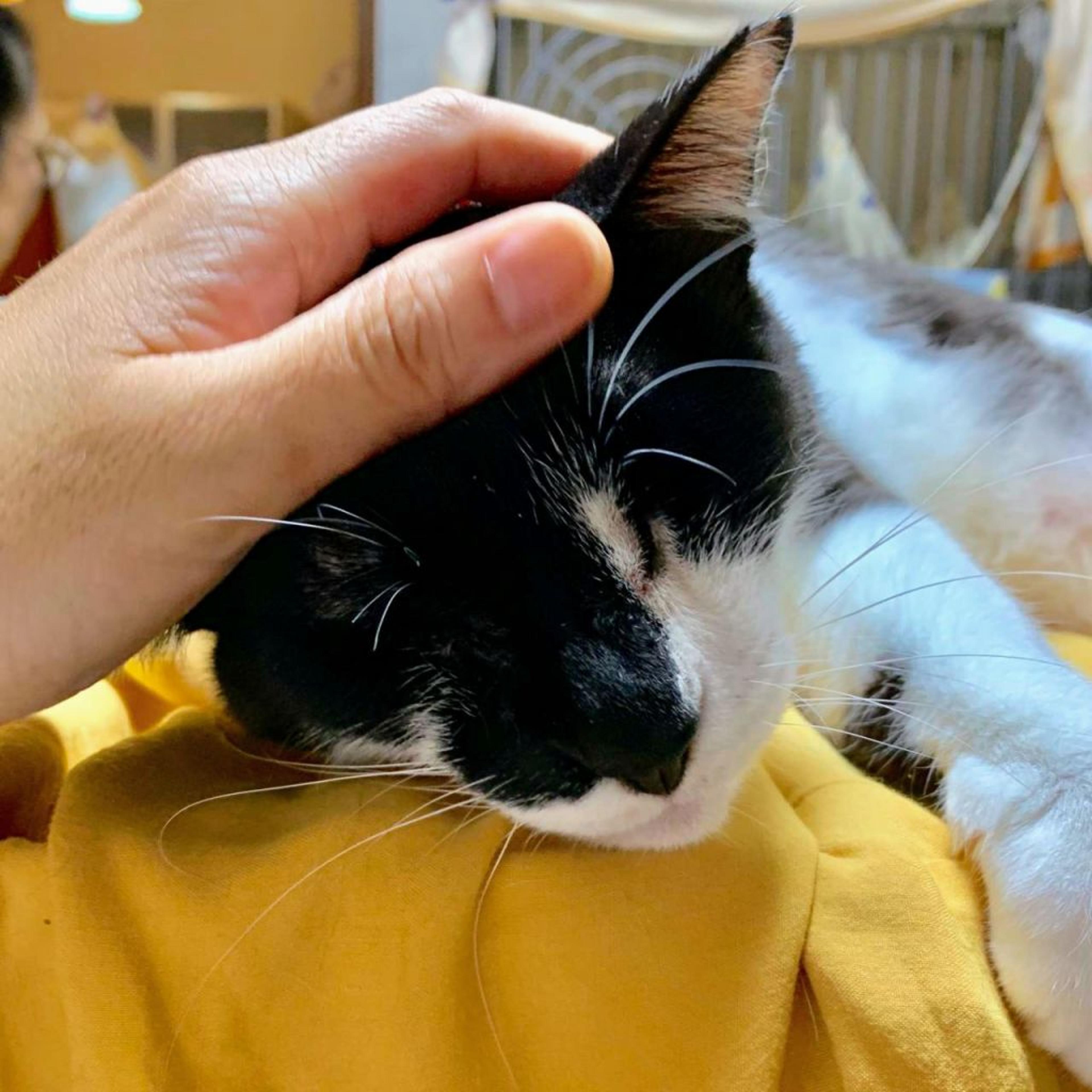 pet-image-5