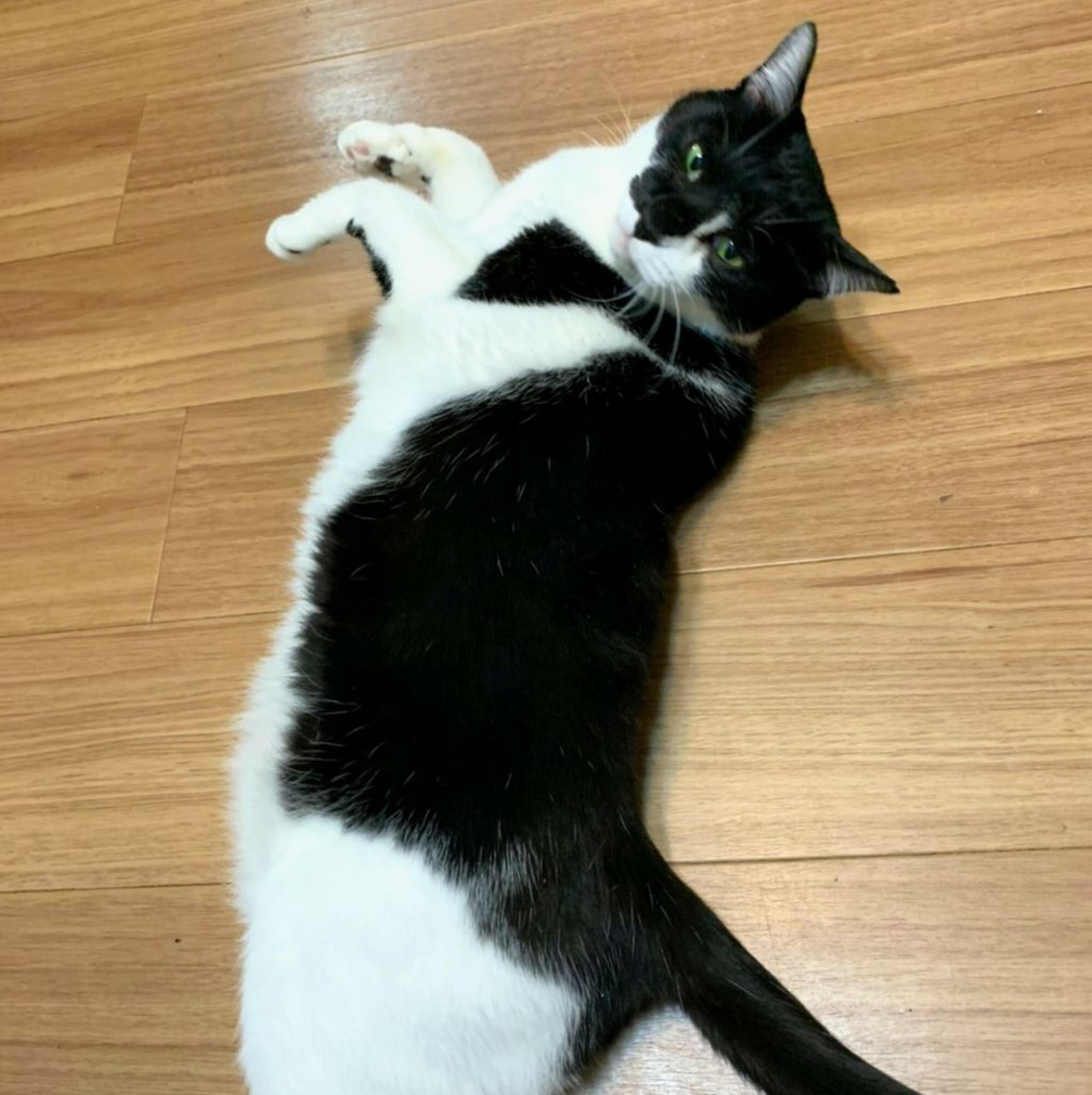pet-image-6