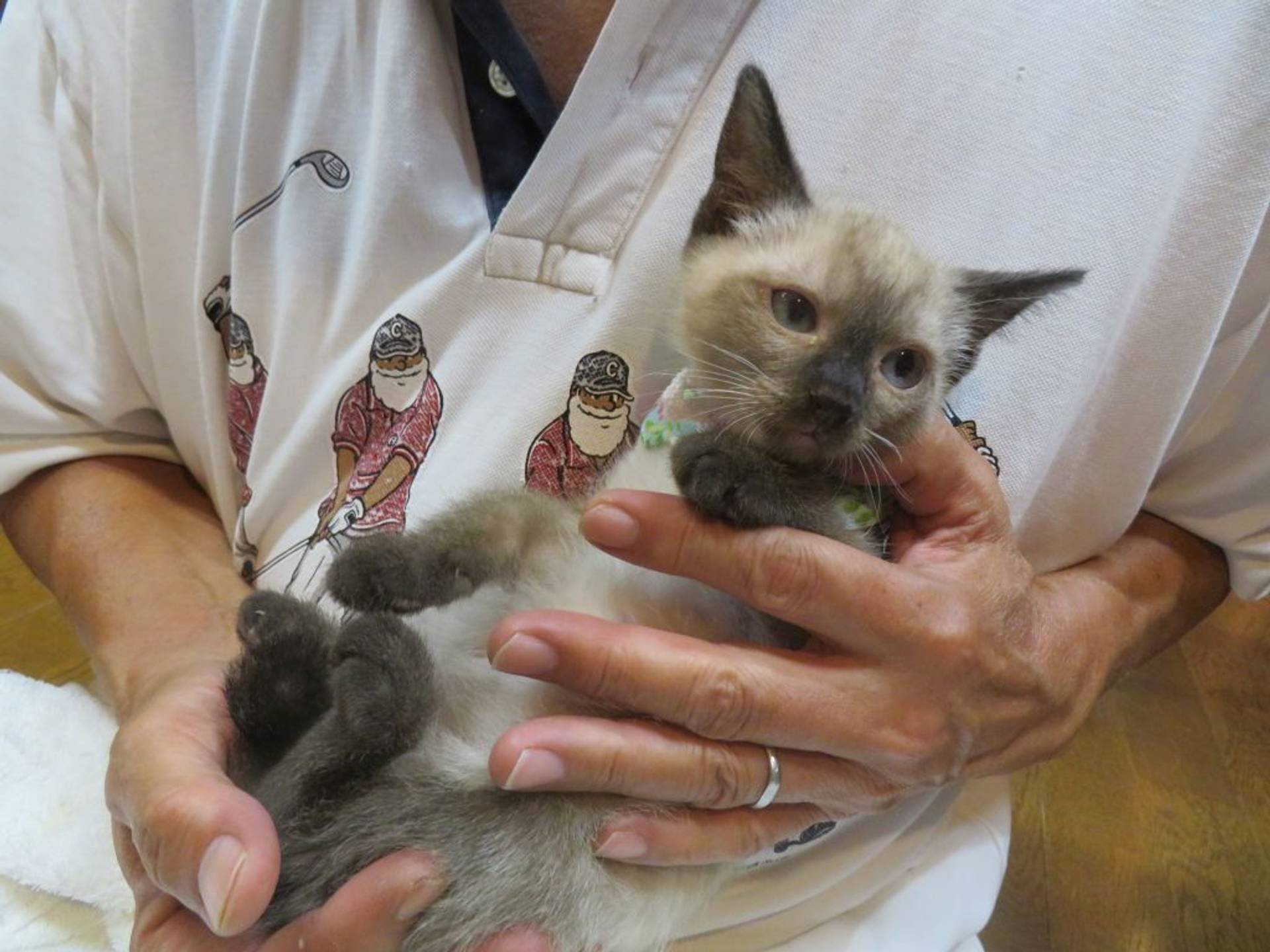 シャム・メスの里親募集の写真
