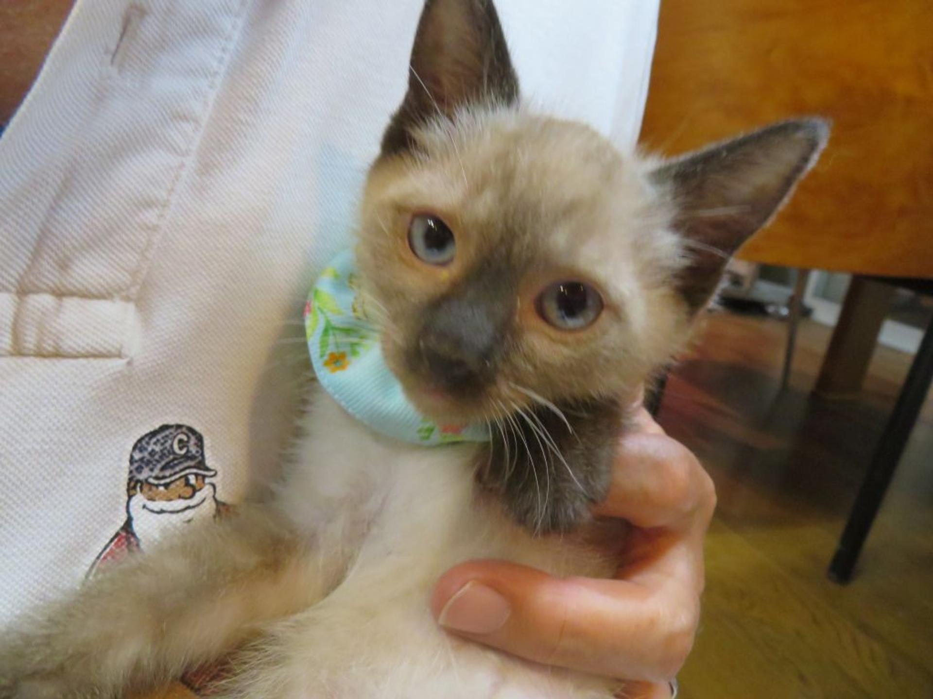pet-image-4