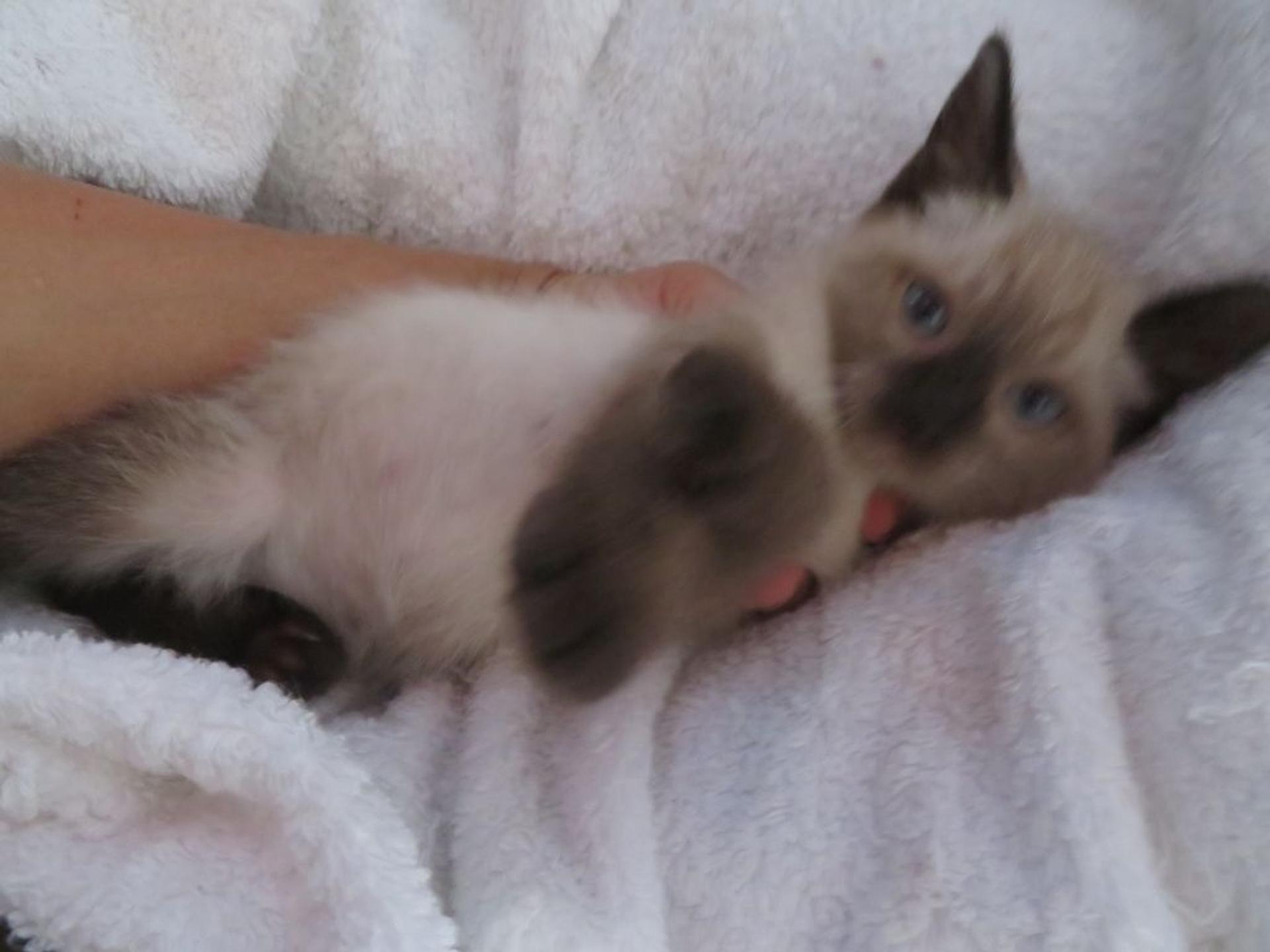 pet-image-6