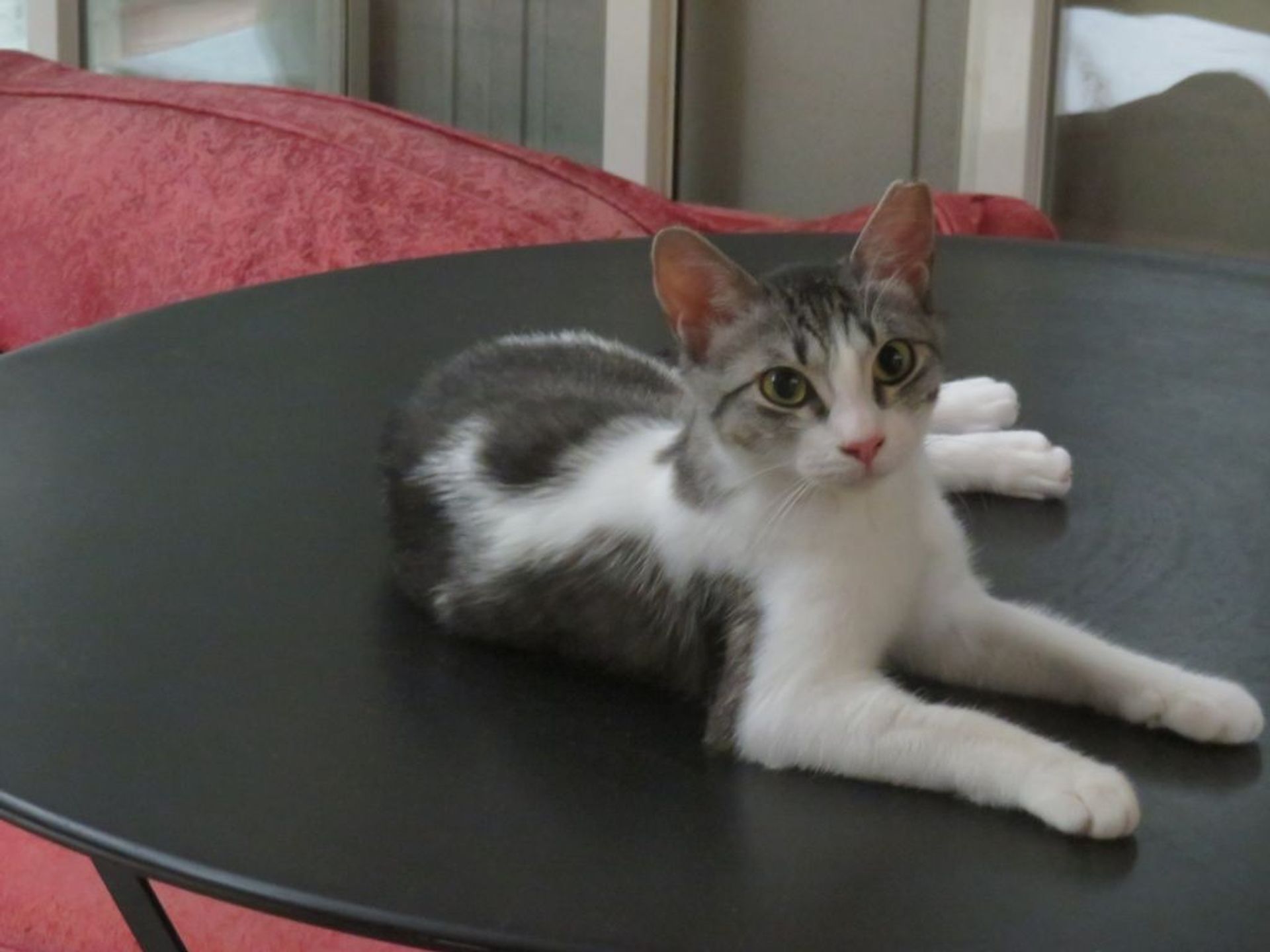 雑種（ミックス猫）・メスの里親募集の写真