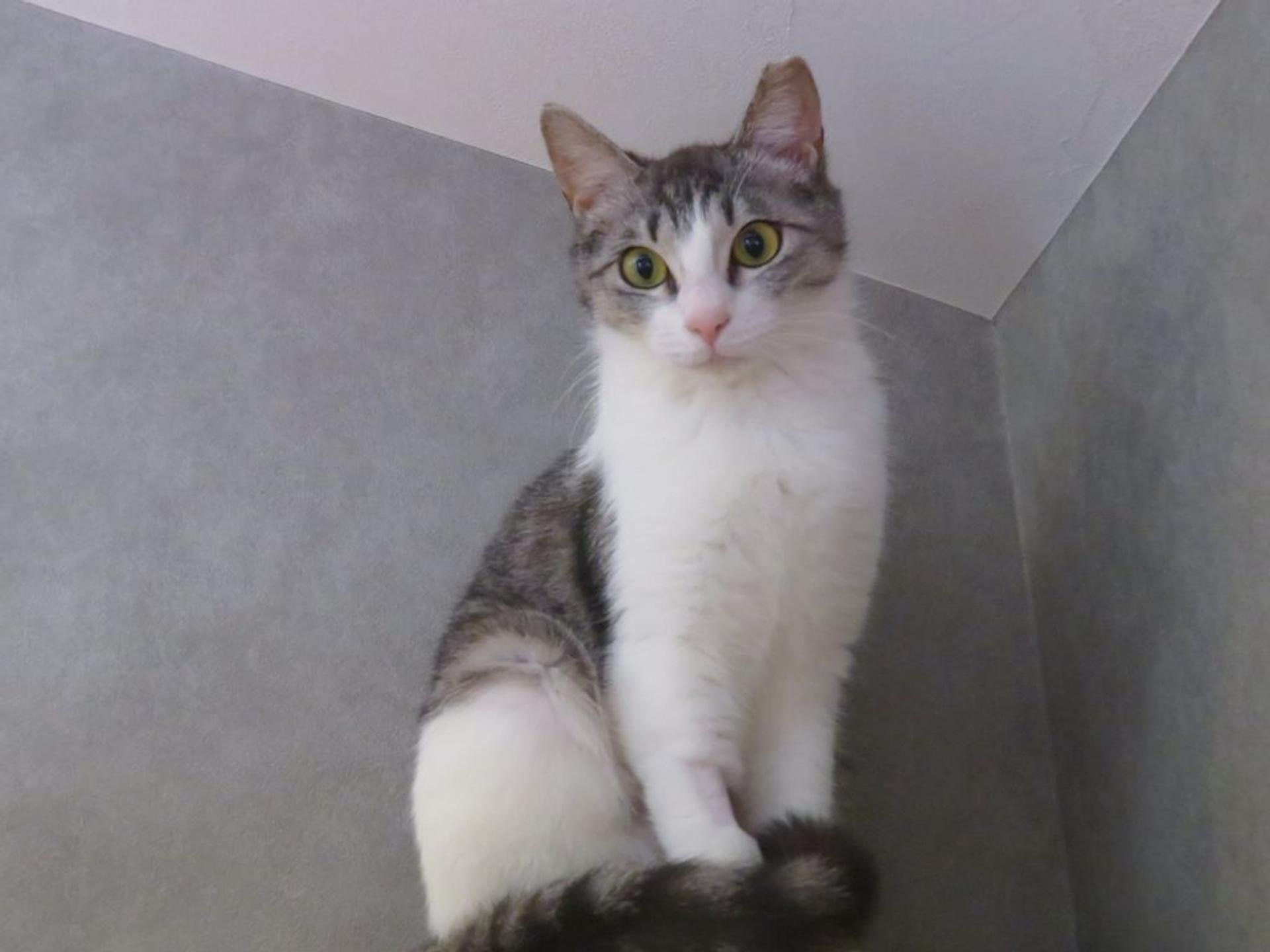 pet-image-3