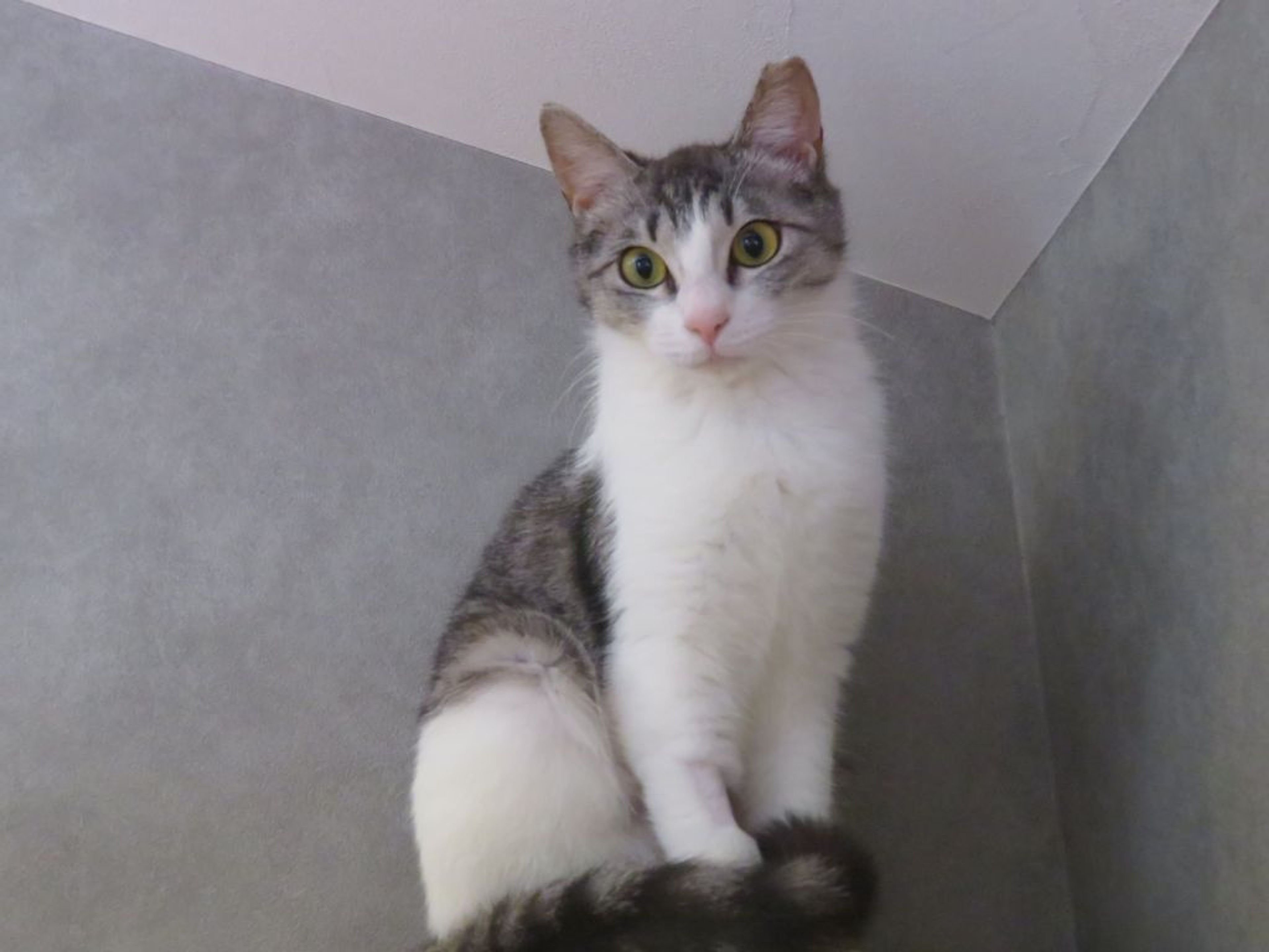 pet-image-3