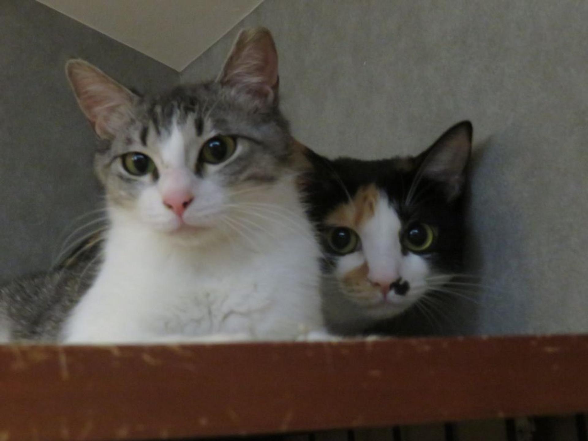 pet-image-4